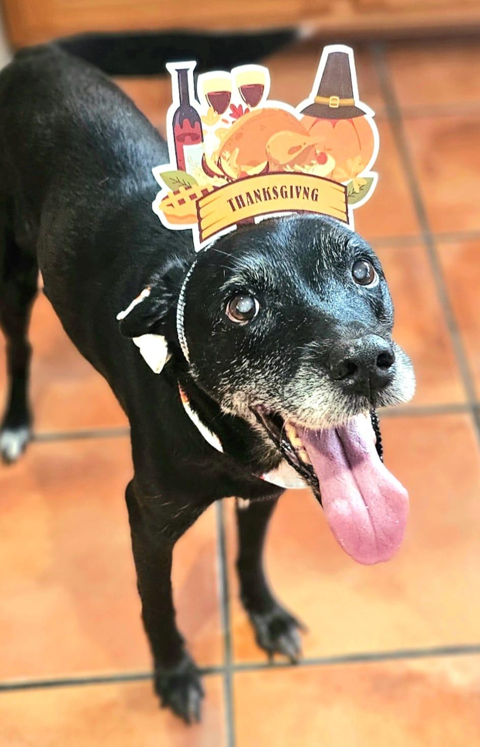 Betty /SENIOR******Special Adoption fee, an adoptable mixed breed image 6/6