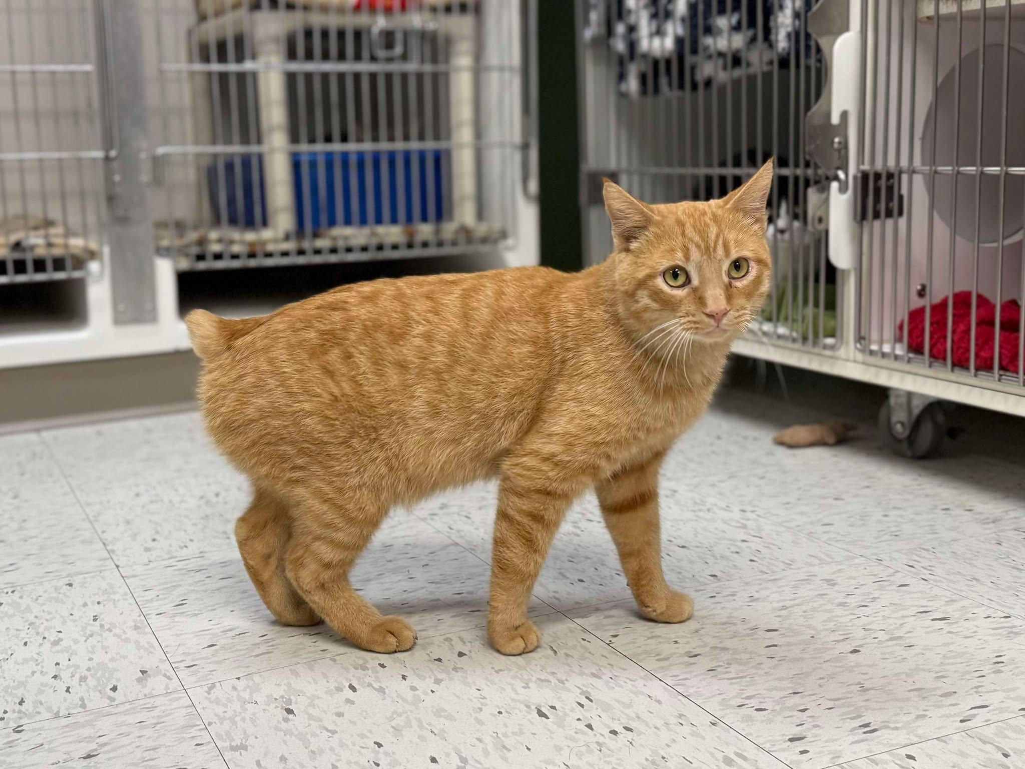 Enlarge Candy Corn (Fully Sponsored!), a Adoptable Domestic Short Hair in Leitchfield, KY image 1/3