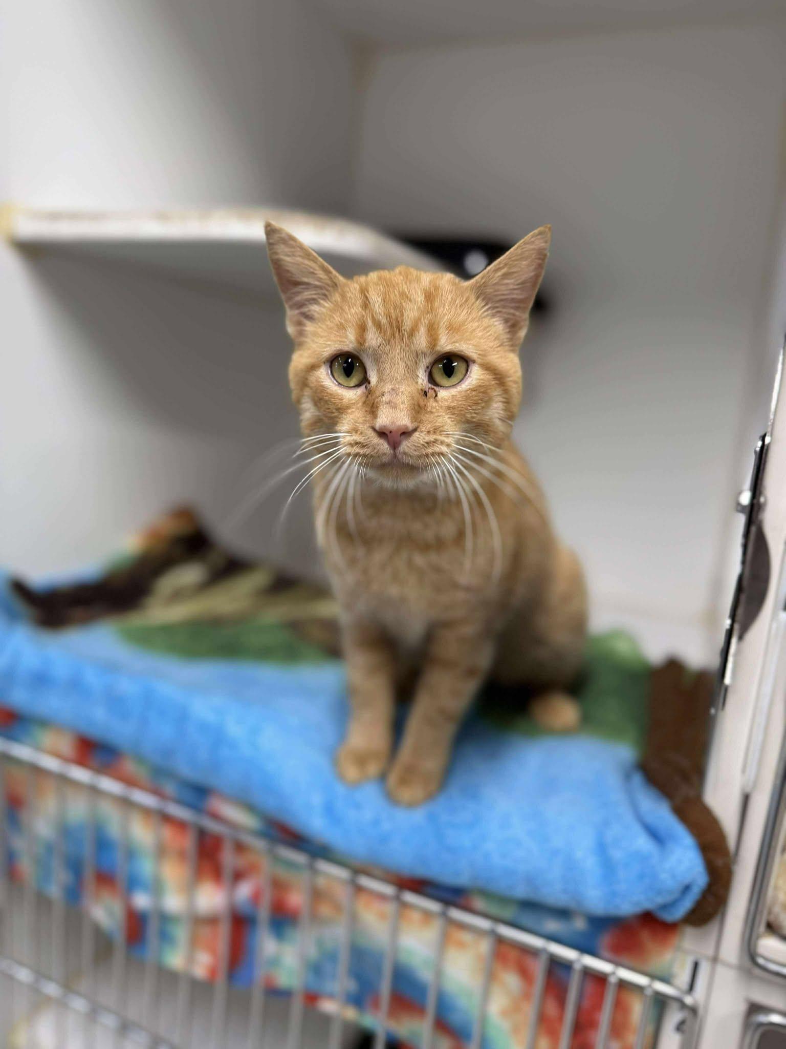 Candy Corn (Fully Sponsored!), Adoptable, Adult Male Domestic Short Hair.