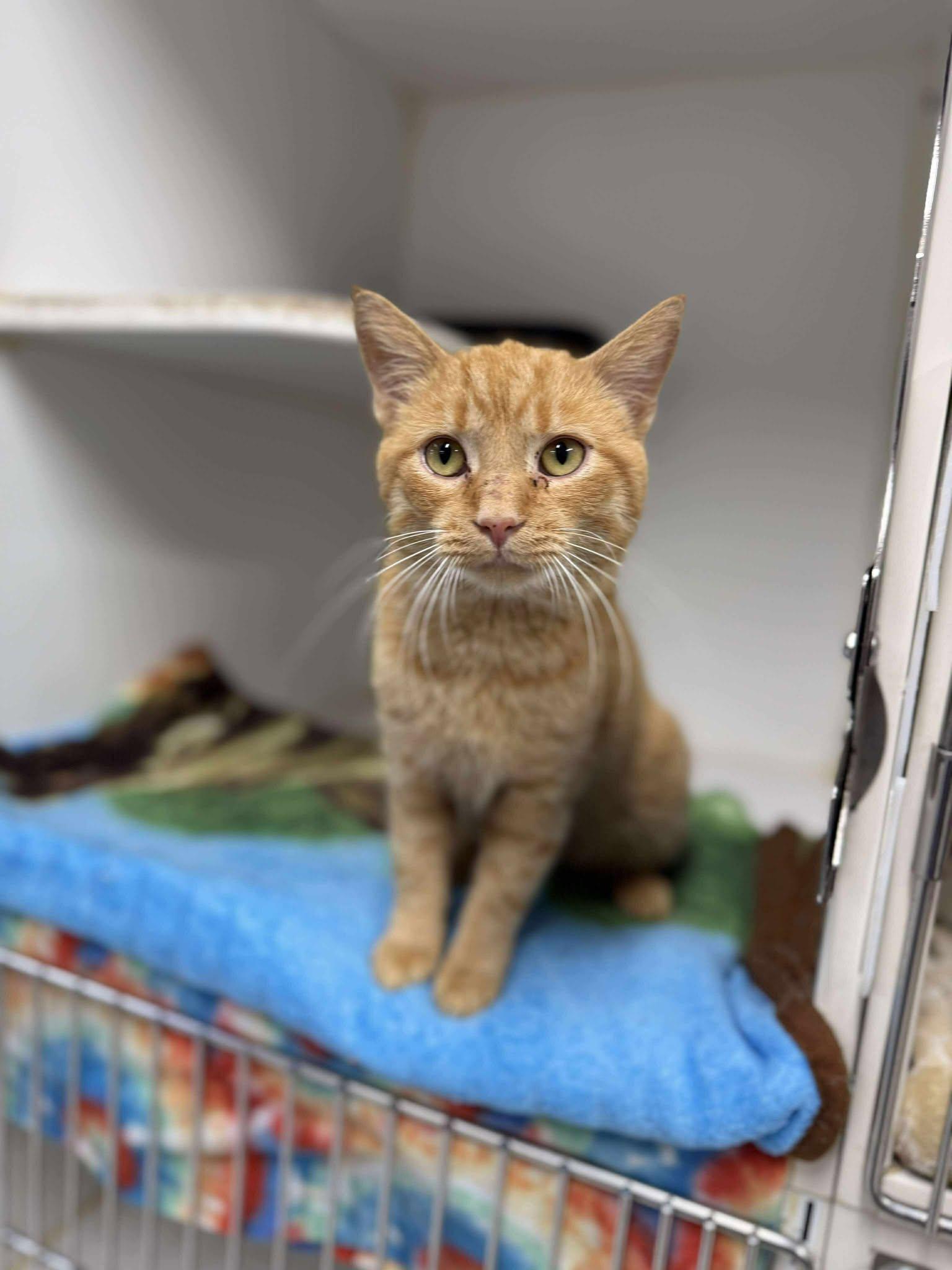 Enlarge Candy Corn (Fully Sponsored!), a Adoptable Domestic Short Hair in Leitchfield, KY image 3/3