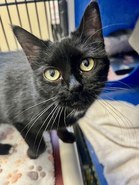 Shade, Adoptable, Senior Female Domestic Short Hair.