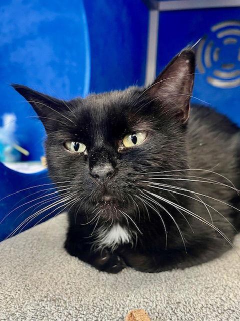 Shade, Adoptable, Senior Female Domestic Short Hair.