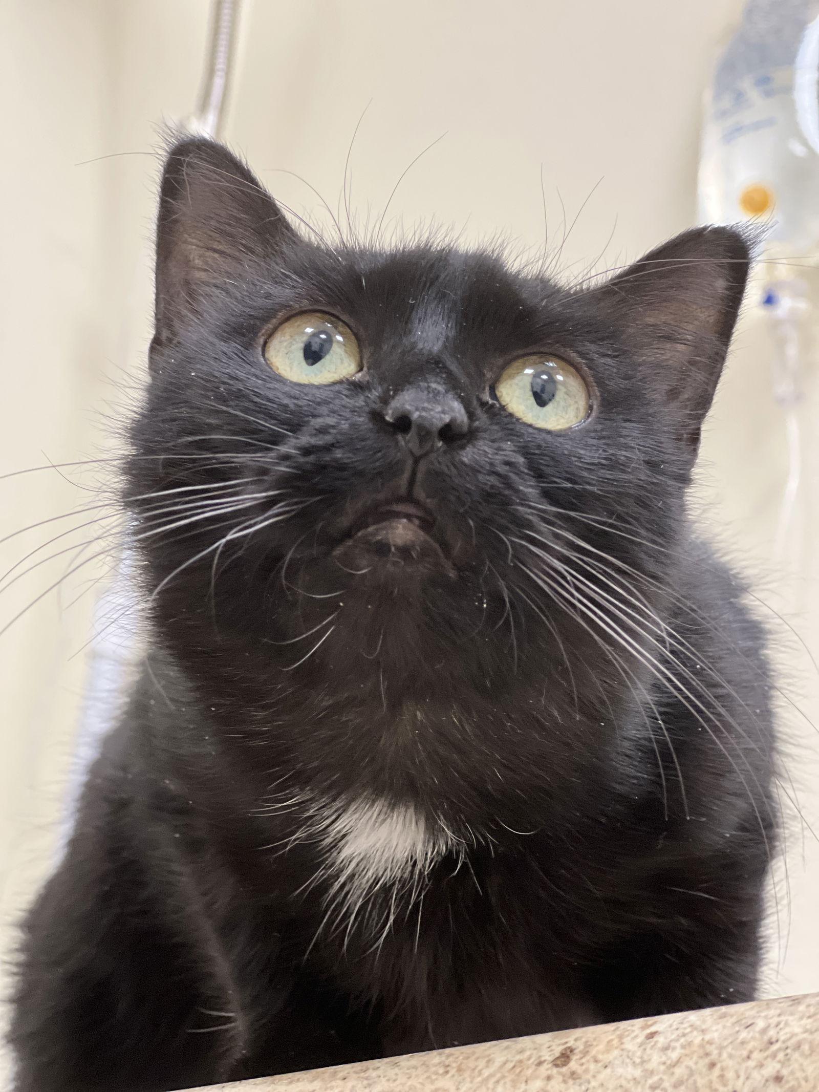 Shade, a Adoptable Domestic Short Hair in Webster, WI image 2/2