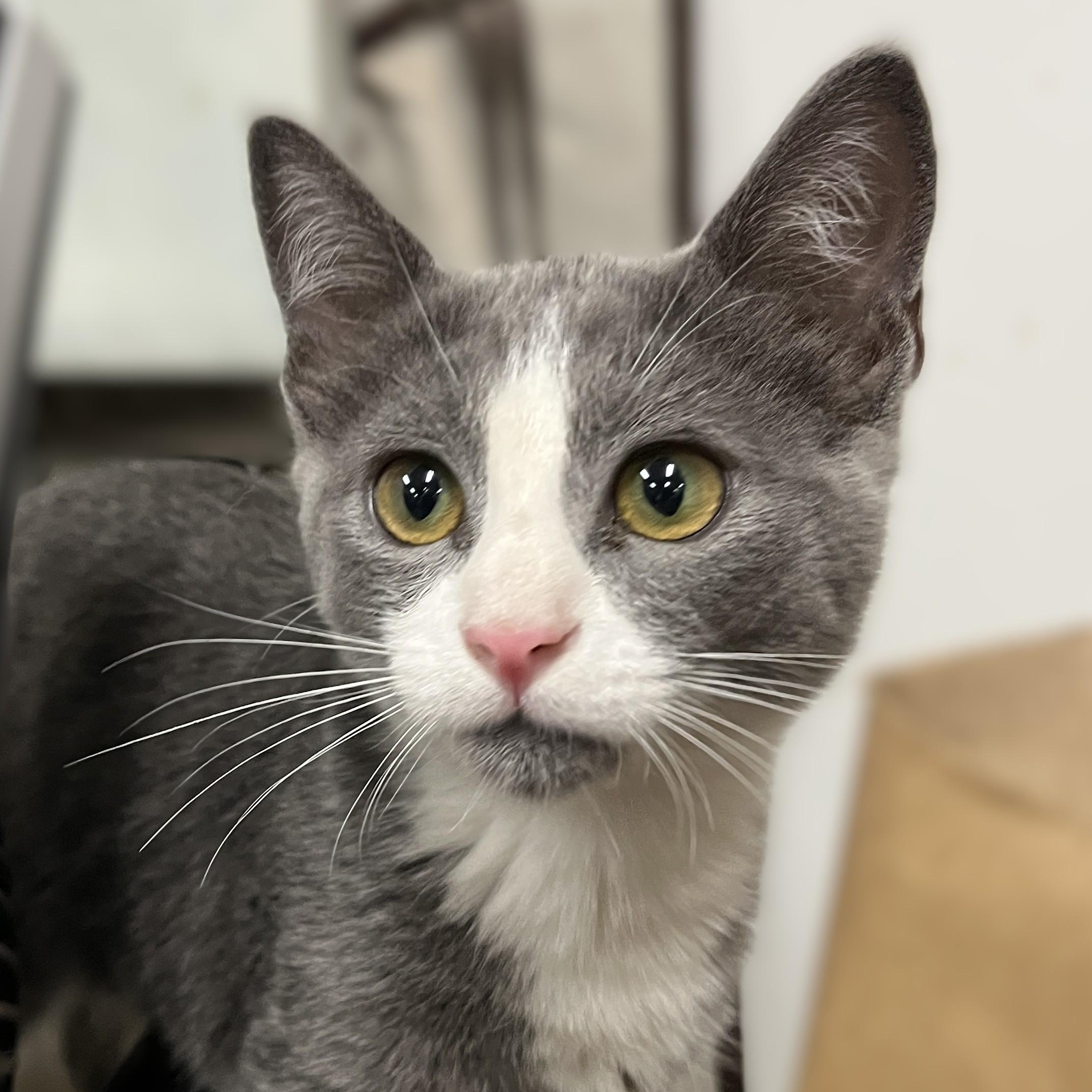 Cody, Adoptable, Kitten Male Domestic Short Hair.