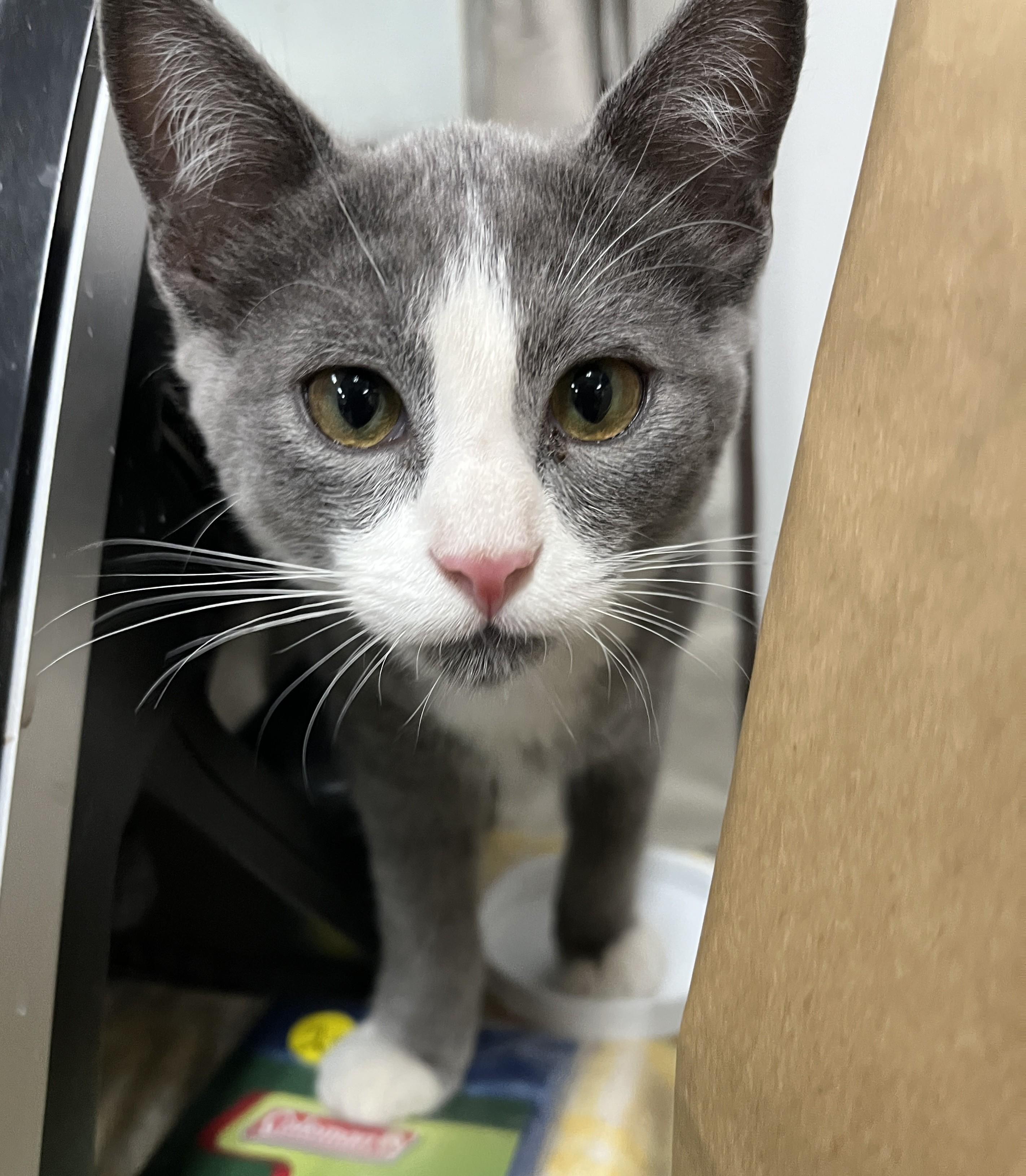 Enlarge Cody, a Adoptable Domestic Short Hair in Shingletown, CA image 4/6