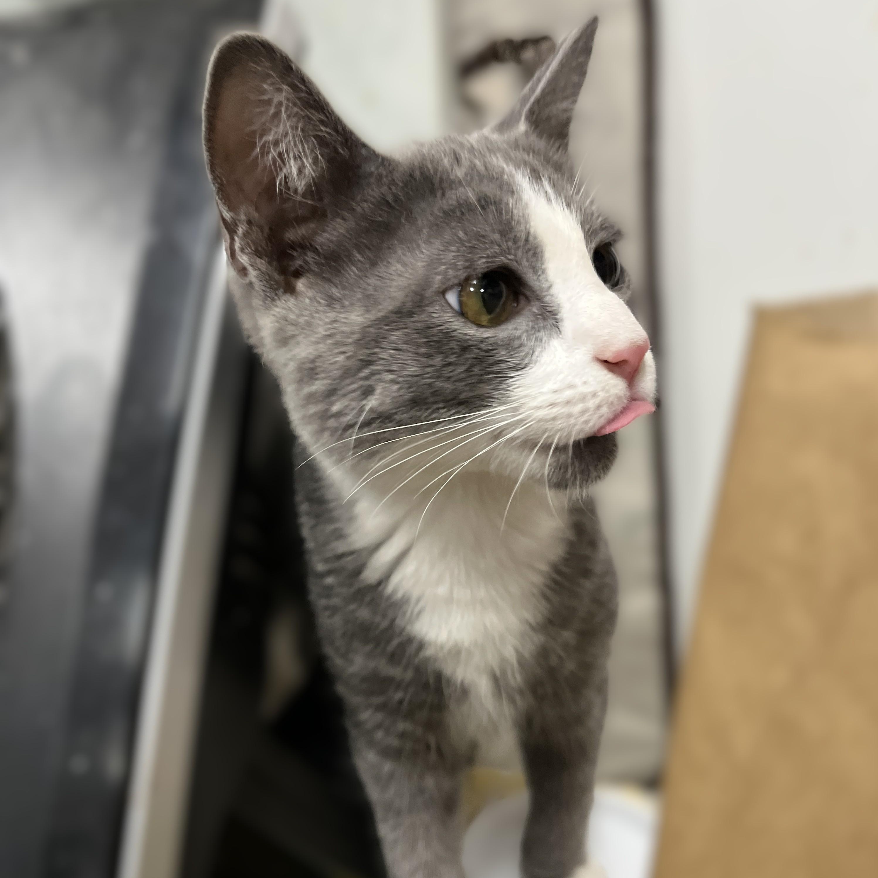 Enlarge Cody, a Adoptable Domestic Short Hair in Shingletown, CA image 3/6