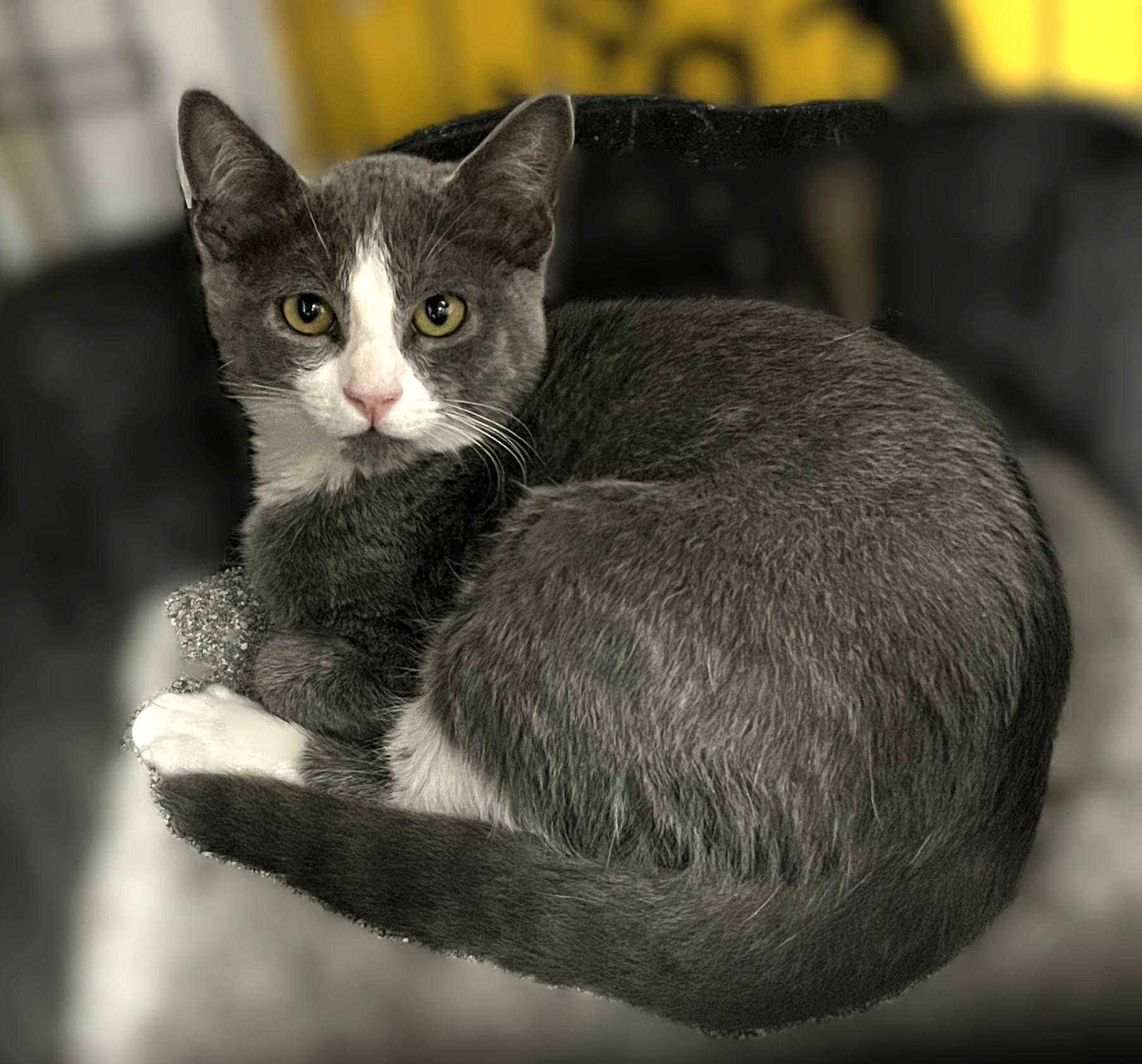 Enlarge Cody, a Adoptable Domestic Short Hair in Shingletown, CA image 6/6