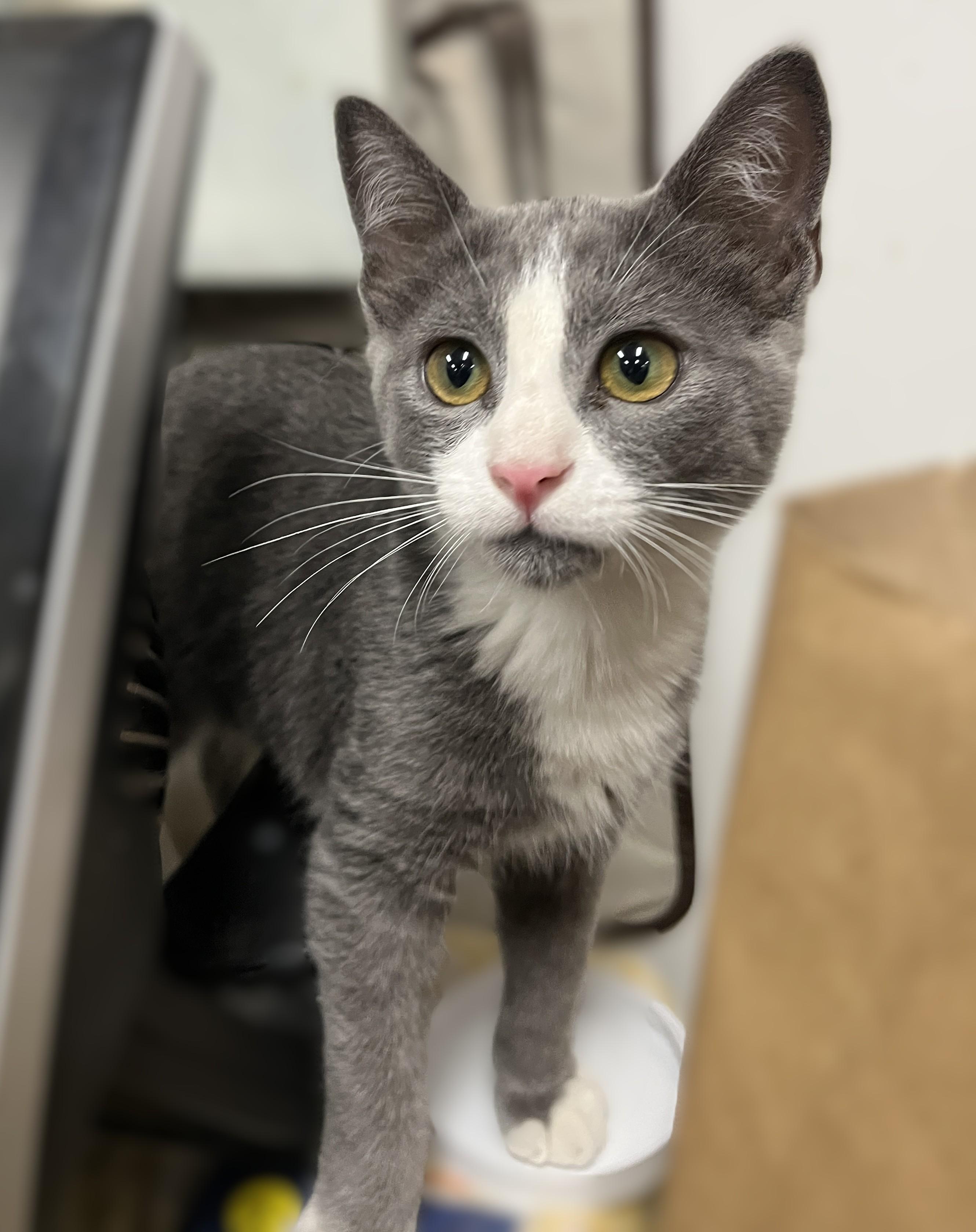 Enlarge Cody, a Adoptable Domestic Short Hair in Shingletown, CA image 5/6