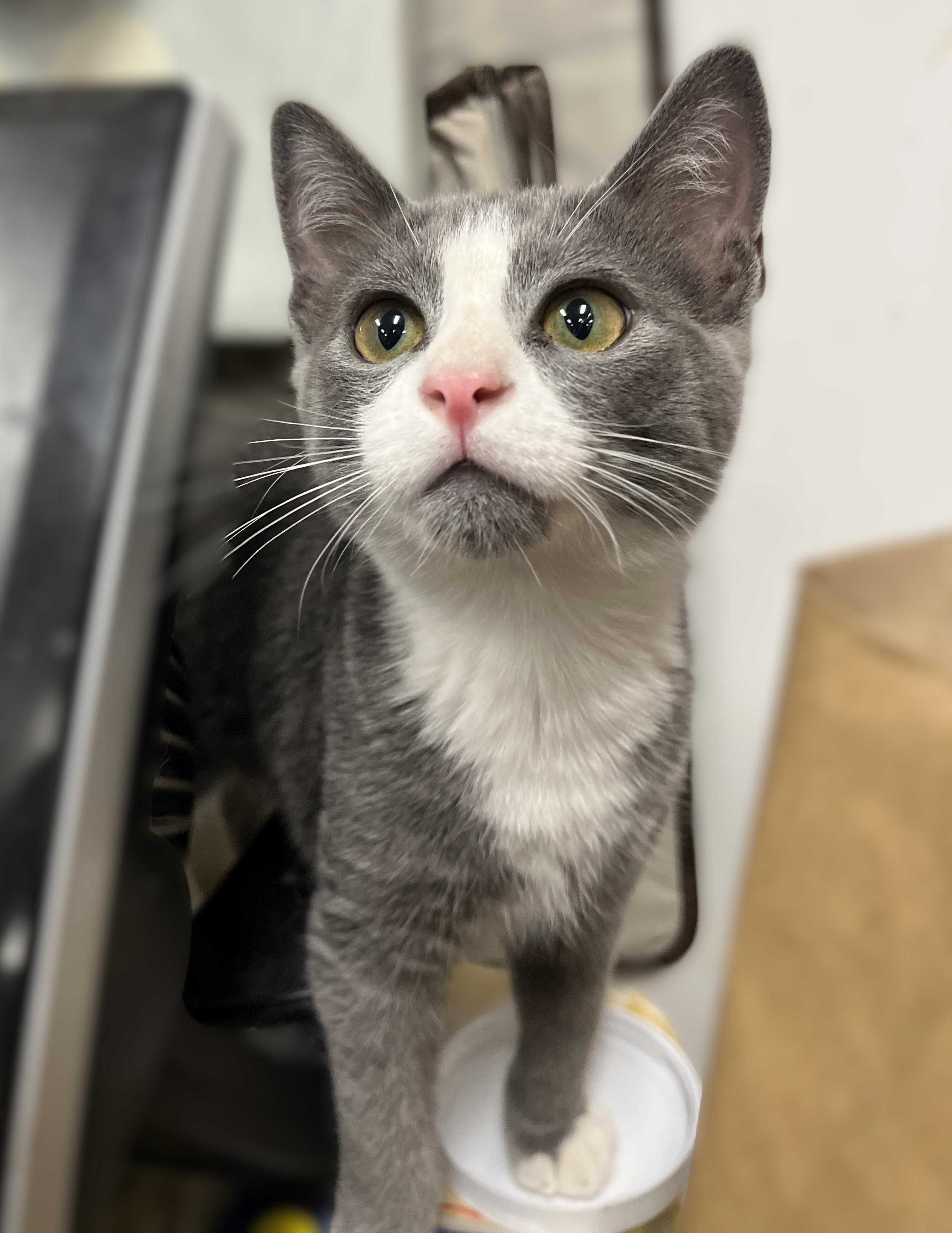 Enlarge Cody, a Adoptable Domestic Short Hair in Shingletown, CA image 2/6