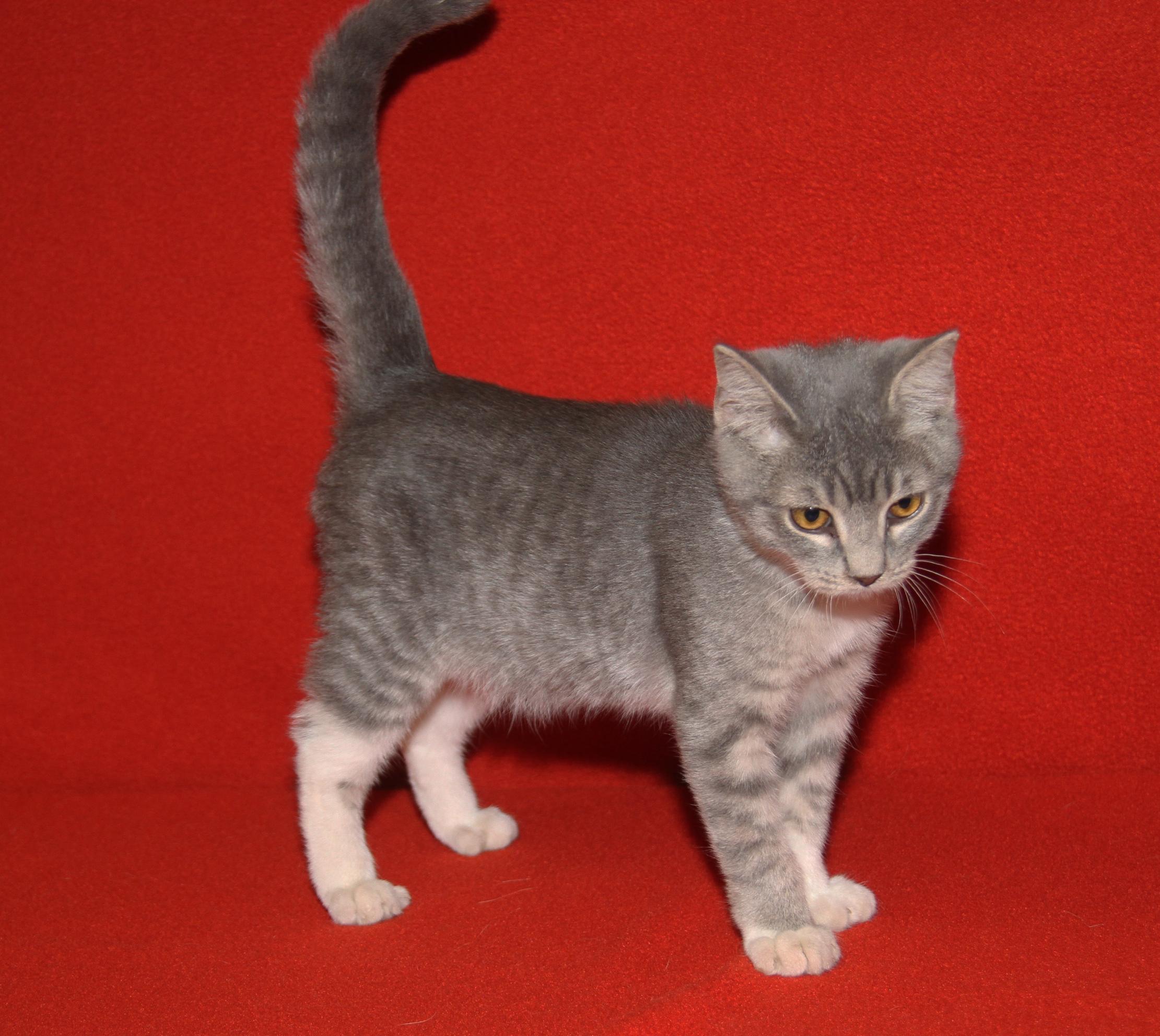 Bubble (Ragatha's Kitten) (Neutered) (Photos 11/21/2025) (@WeLovPets)