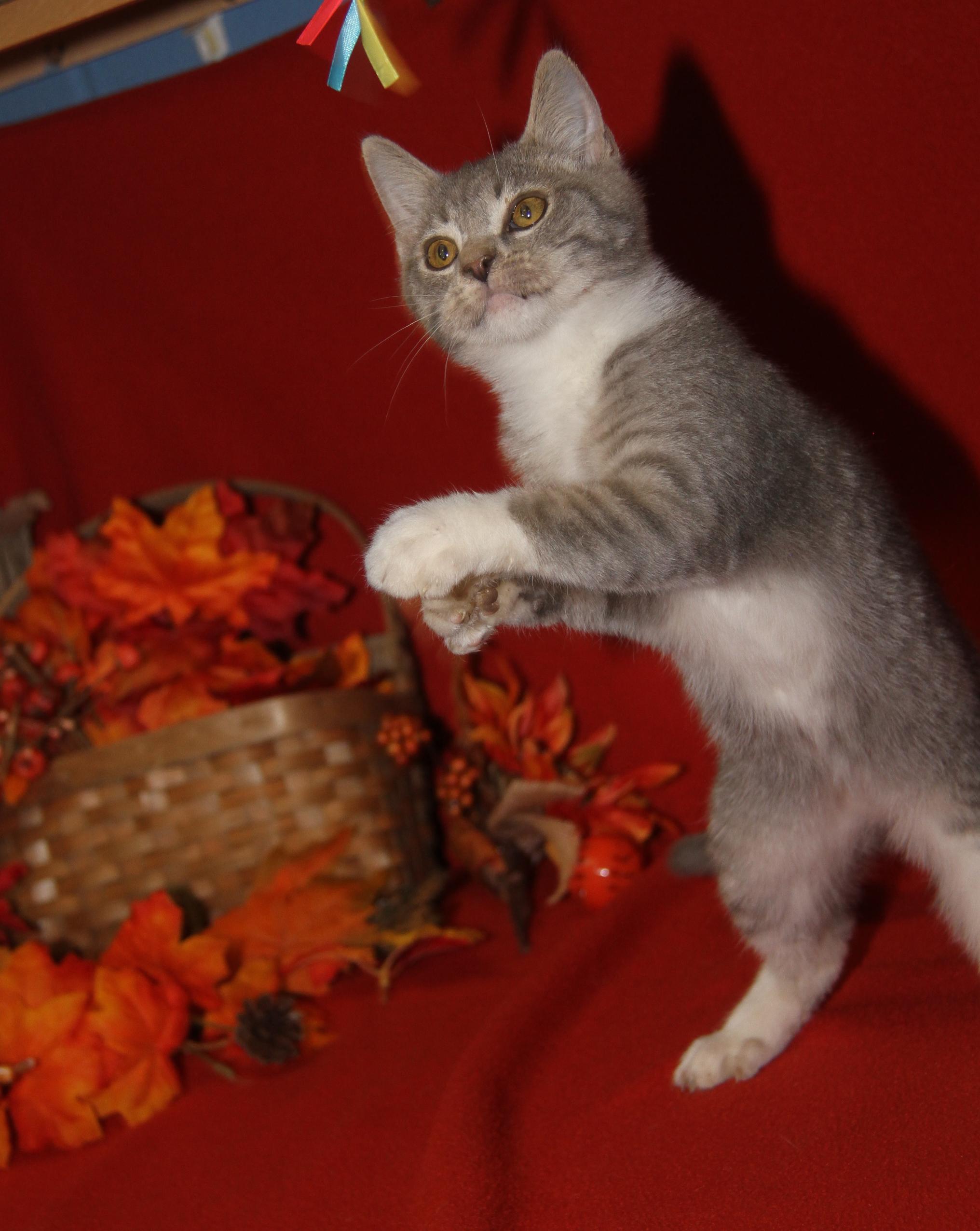 Bubble (Ragatha's Kitten) (Neutered) (Photos 11/21/2025) (@WeLovPets)