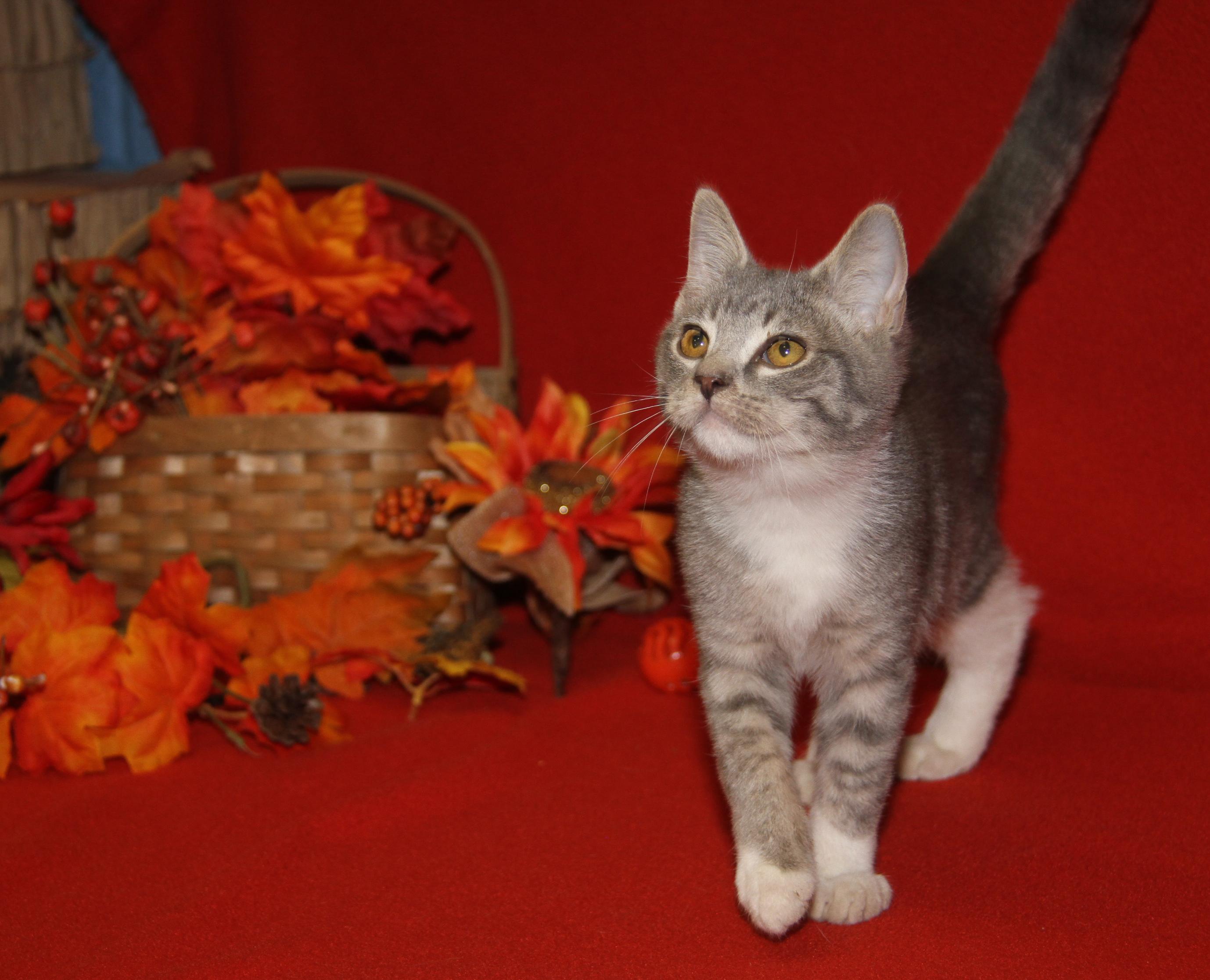 Bubble (Ragatha's Kitten) (Neutered) (Photos 11/21/2025) (@WeLovPets)