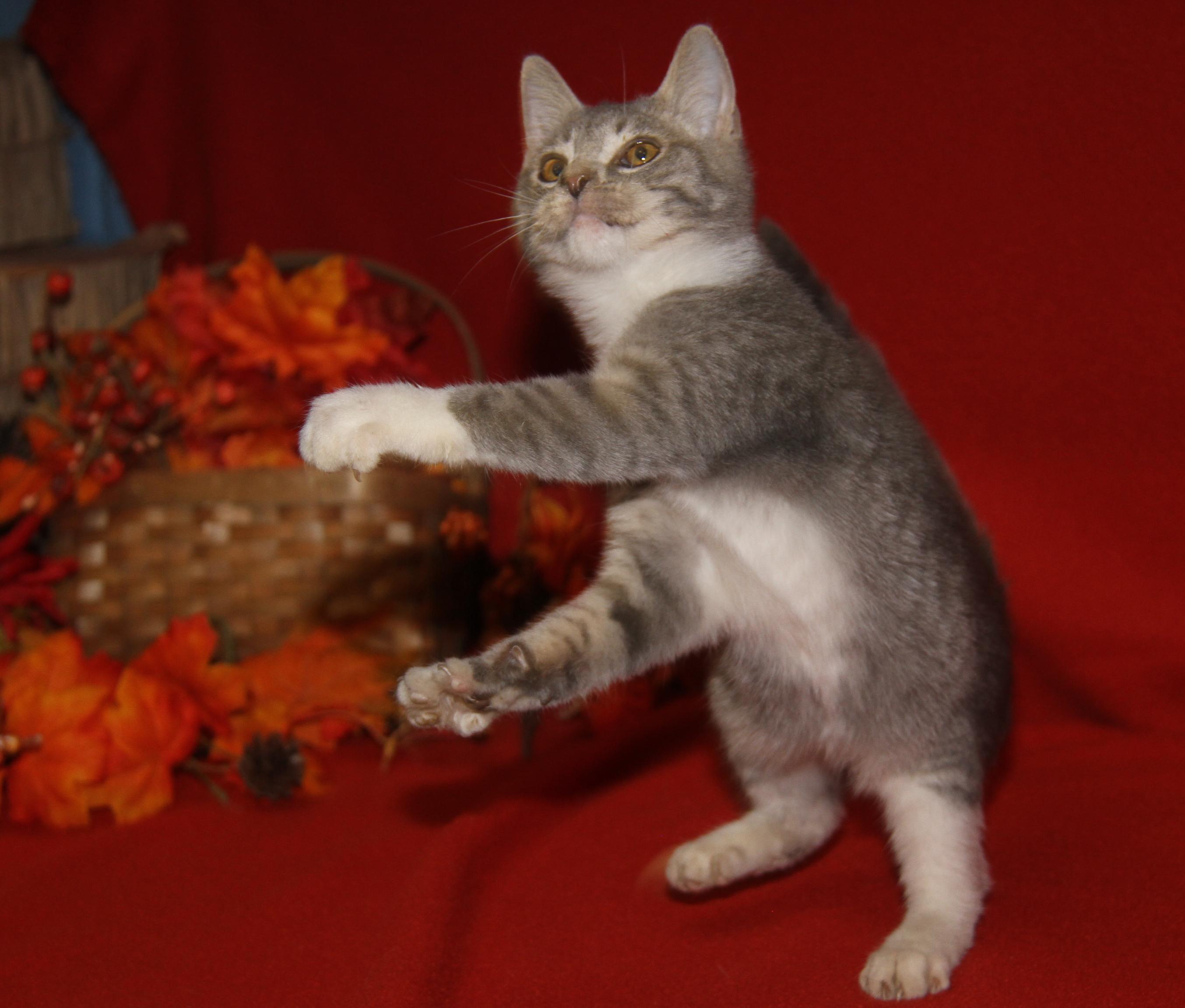 Bubble (Ragatha's Kitten) (Neutered) (Photos 11/21/2025) (@WeLovPets)