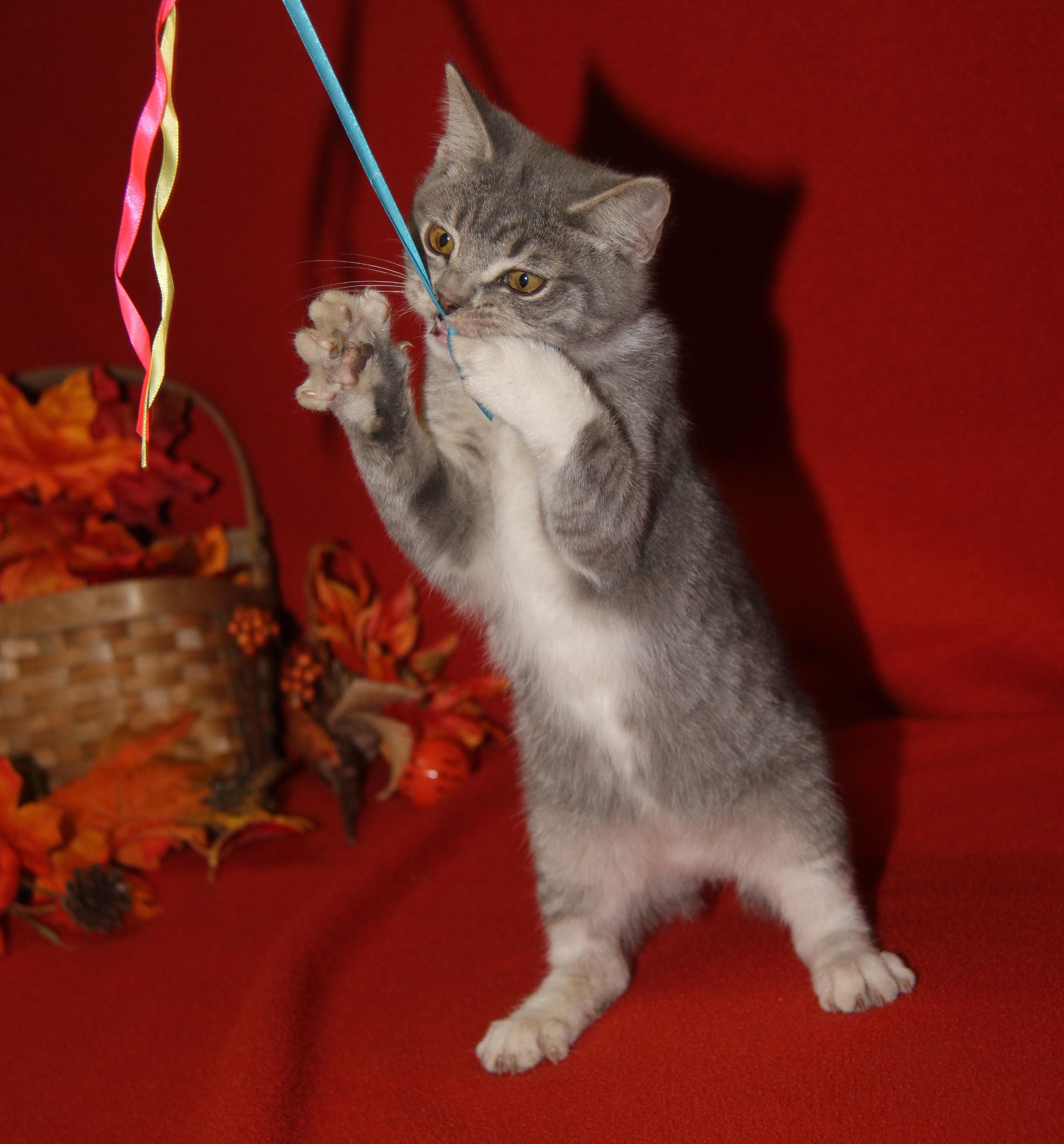 Bubble (Ragatha's Kitten) (Neutered) (Photos 11/21/2025) (@WeLovPets)