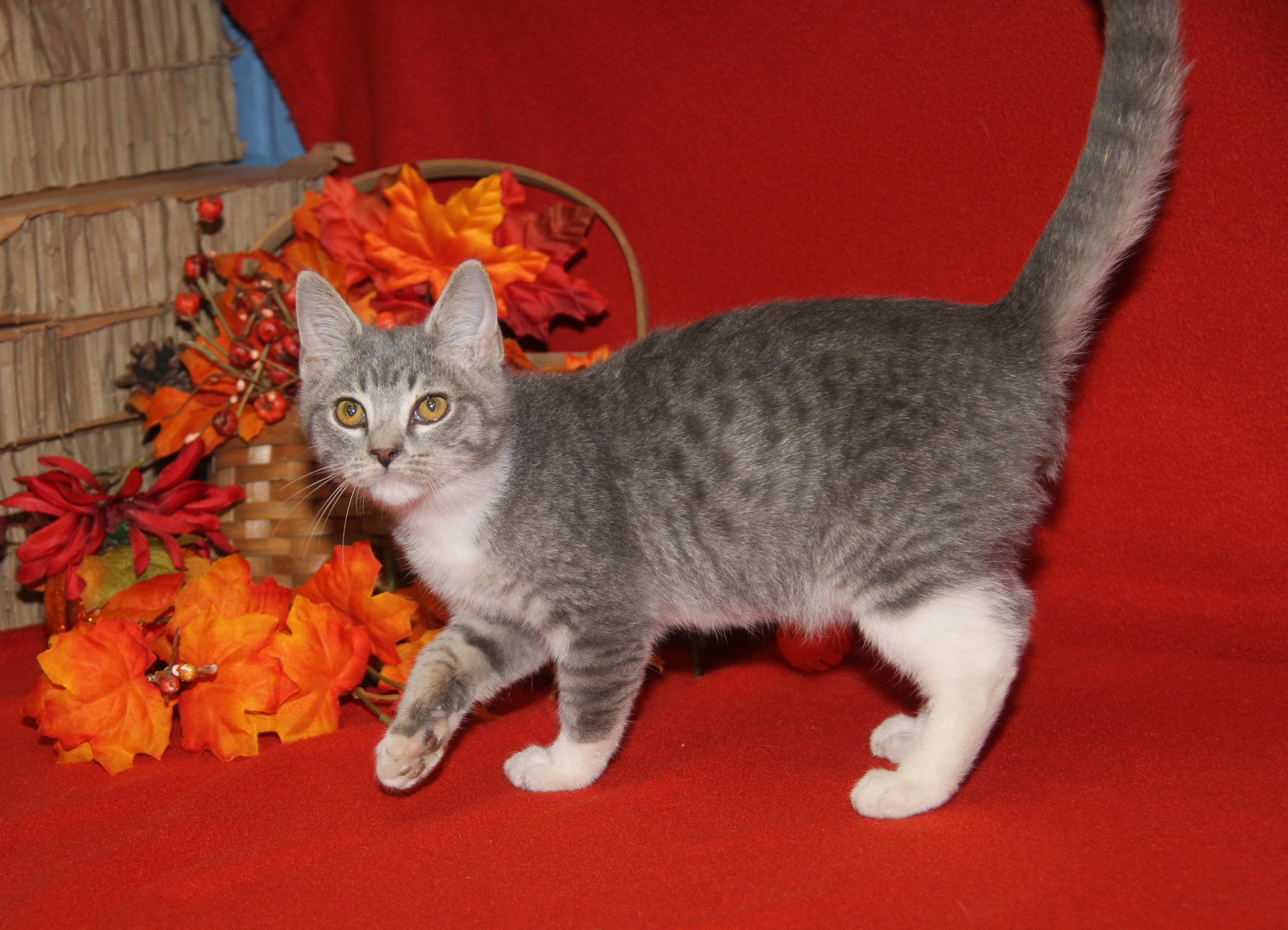 Bubble (Ragatha's Kitten) (Neutered) (Photos 11/21/2025) (@WeLovPets)
