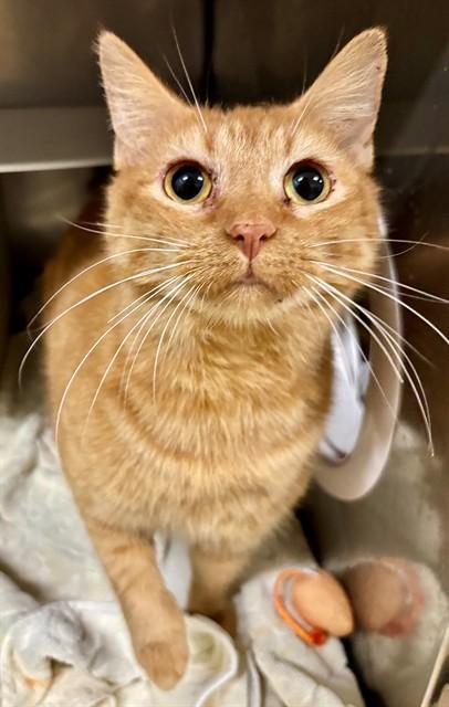 Enlarge HOLLY, a Adoptable Domestic Short Hair in York, SC image 1/1