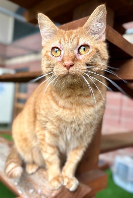 HOLLY, Adoptable, Young Female Domestic Short Hair.
