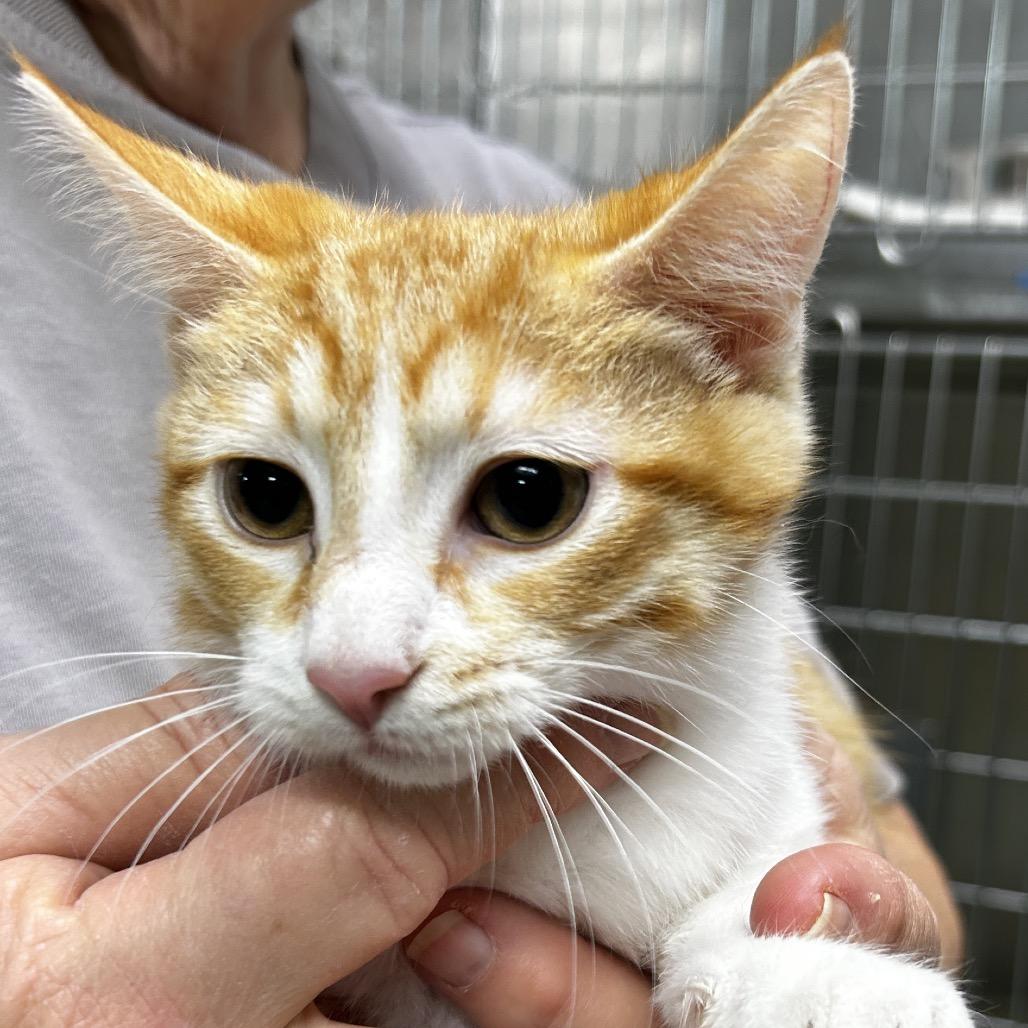 Enlarge Sunny, a Adoptable Domestic Short Hair in Leander, TX image 1/1