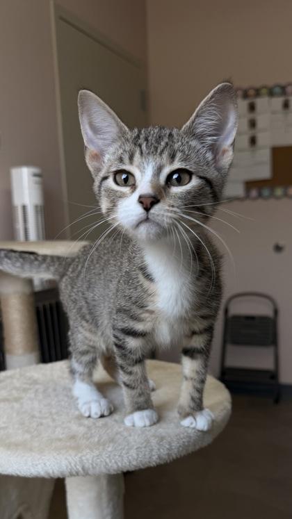 26-311 May, Adoptable, Kitten Female Domestic Short Hair & Domestic Short Hair.