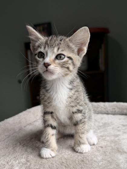 Enlarge 26-311 May, a Adoptable mixed breed in Barnesville, GA image 2/2