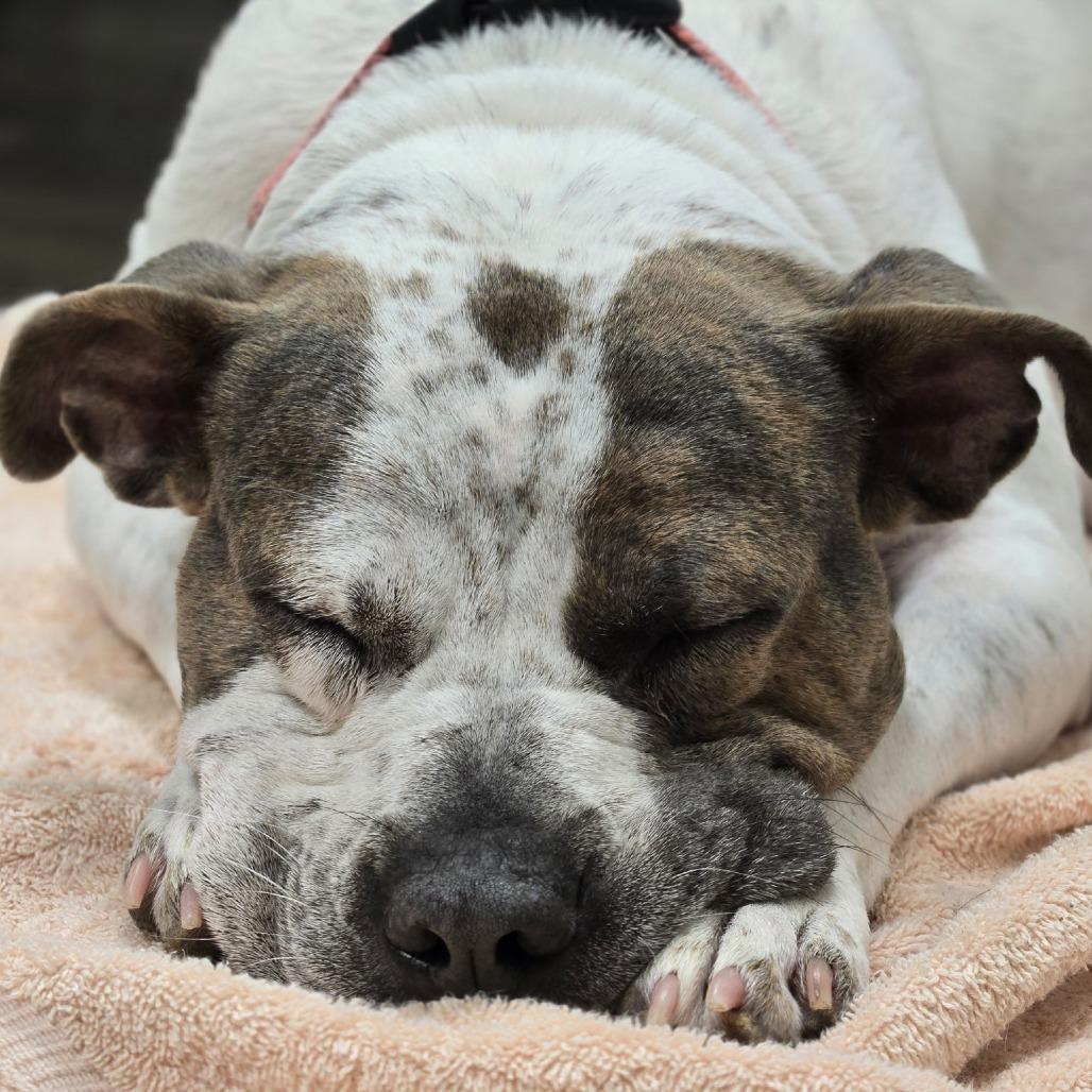 Sally, Adoptable, Adult Female Pit Bull Terrier.