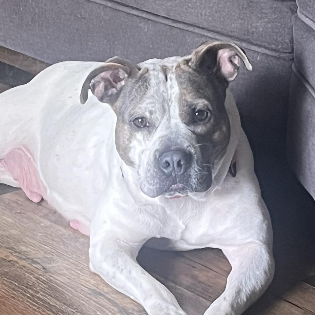 Enlarge Sally, a Adoptable Pit Bull Terrier in East Saint Louis, IL image 2/4