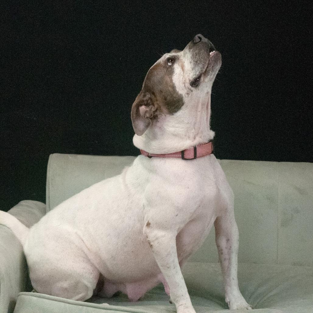 Enlarge Sally, a Adoptable Pit Bull Terrier in East Saint Louis, IL image 3/4