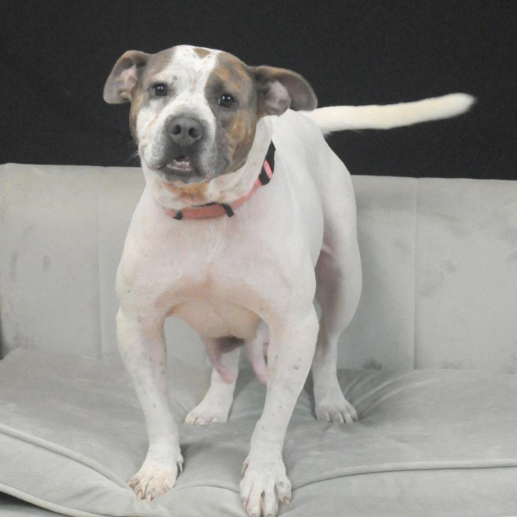 Enlarge Sally, a Adoptable Pit Bull Terrier in East Saint Louis, IL image 4/4