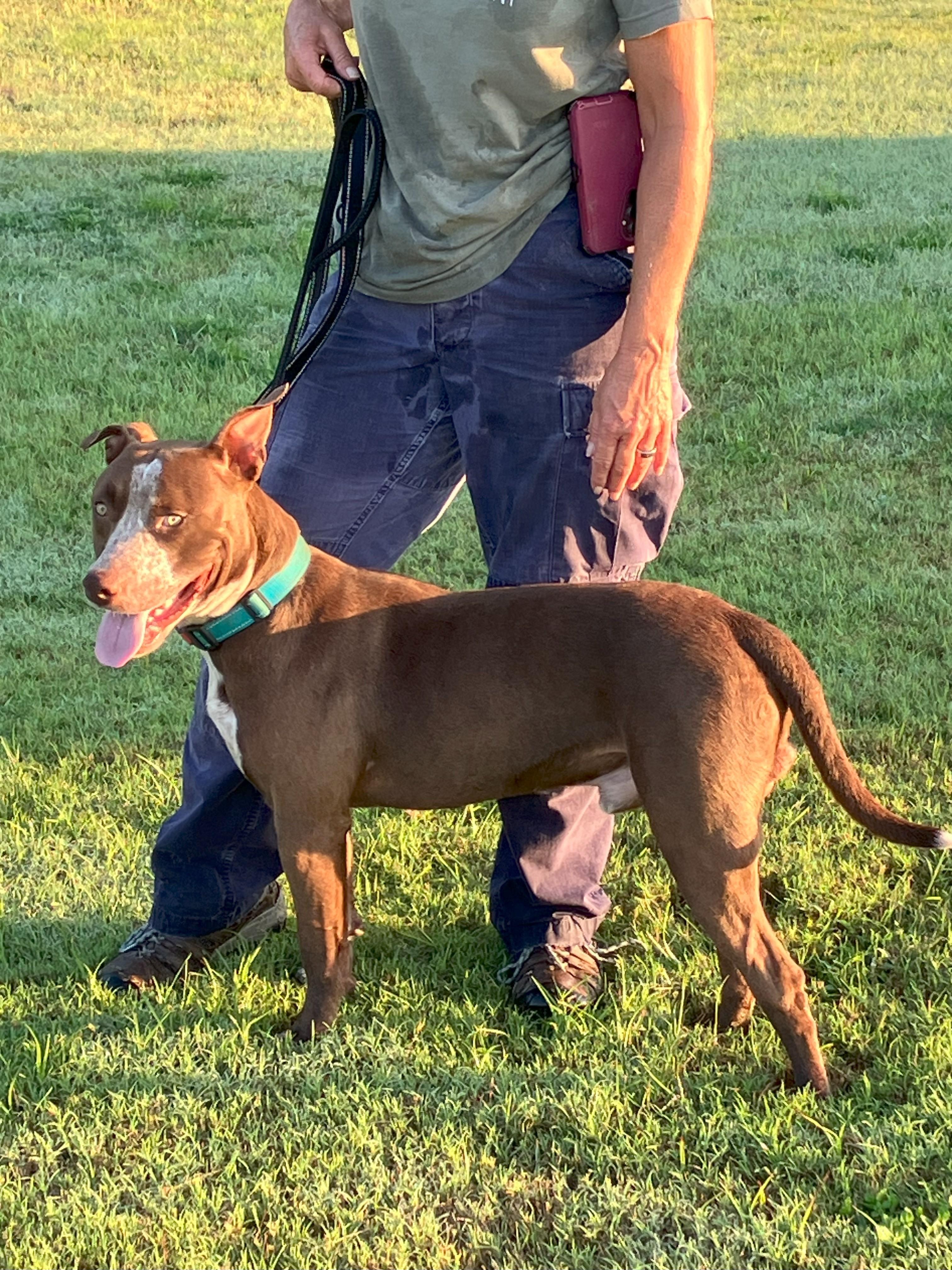 Enlarge BRUCE-Best Buddy, a Adoptable mixed breed in Stephenville, TX image 2/6