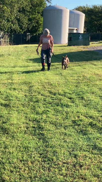 Enlarge BRUCE-Best Buddy, a Adoptable mixed breed in Stephenville, TX video 6/6