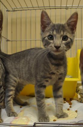 Enlarge Chris 3, a Adoptable Domestic Short Hair in Pompano Beach, FL image 1/1