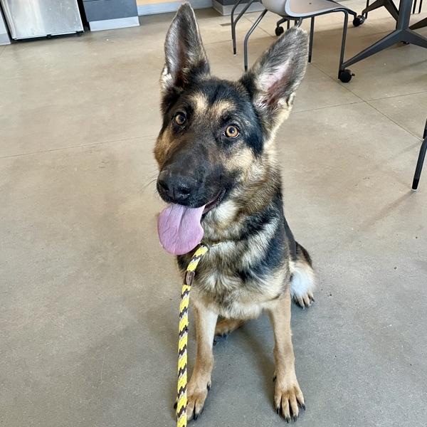 Wrangler thumbnail 4