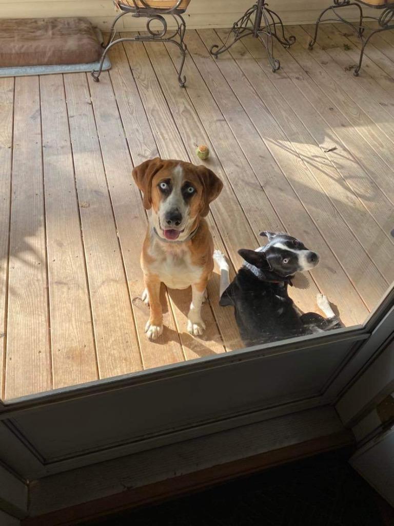 WAVERLY / COOPER, Adopted, Adult Male Foxhound & Catahoula Leopard Dog.