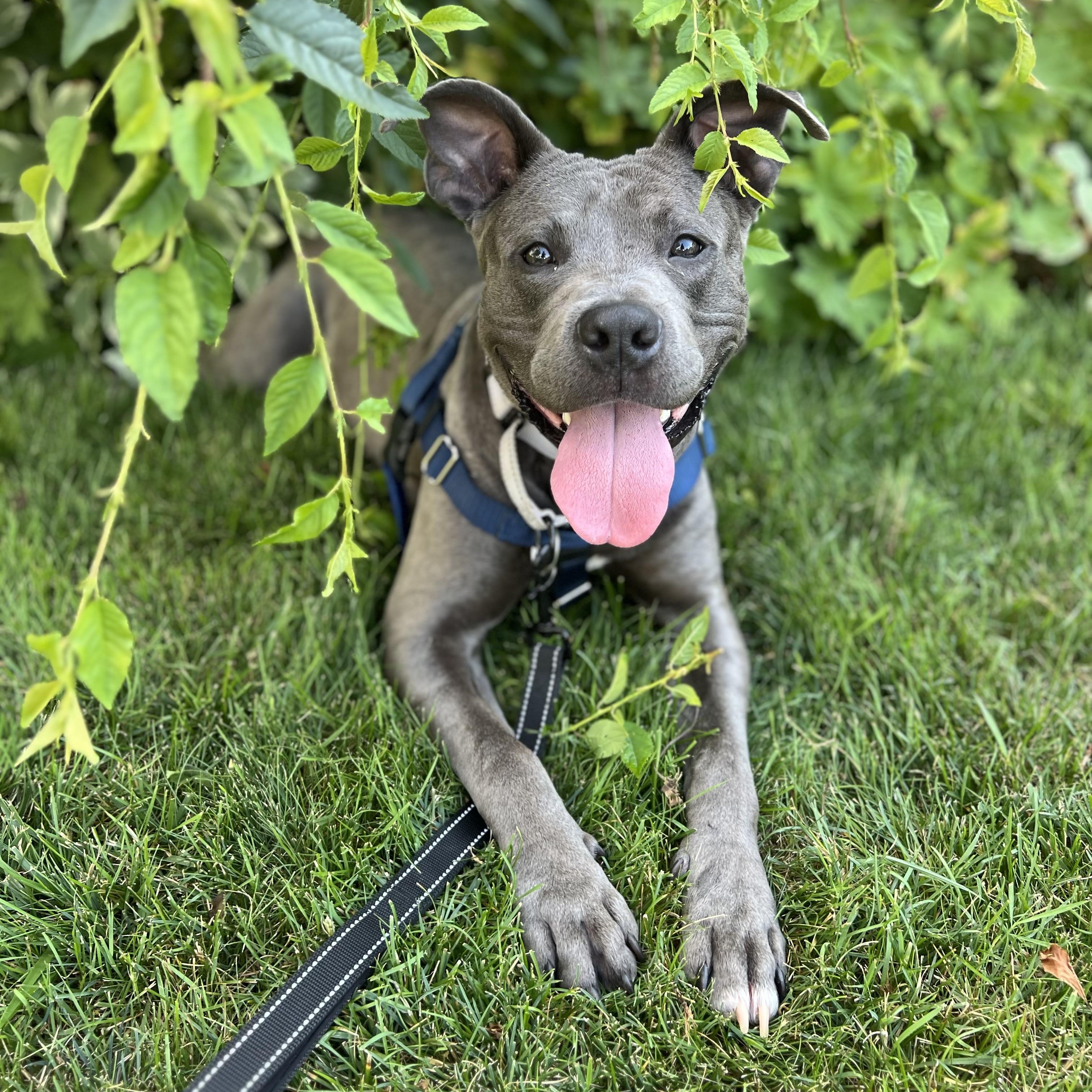 Odin