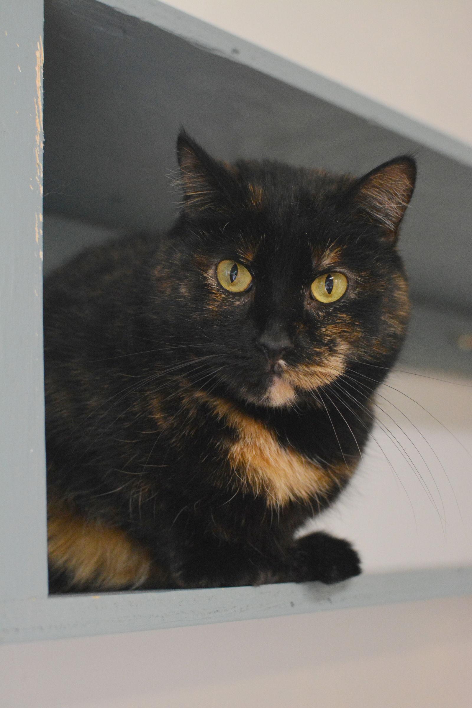 Zucky, Adoptable, Adult Female Domestic Medium Hair.