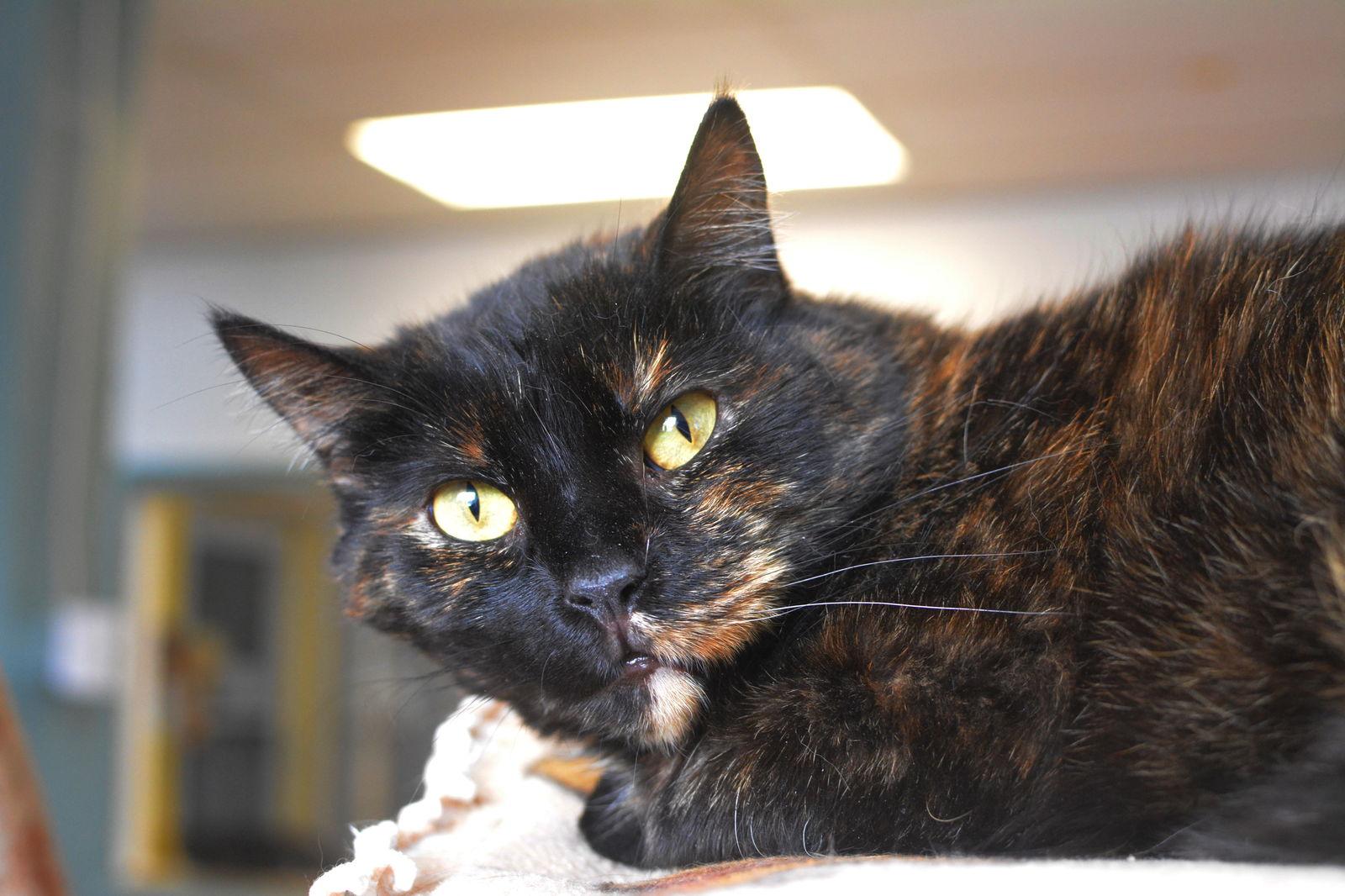 Enlarge Zucky, a Adoptable Domestic Medium Hair in Montreal, QC image 2/3