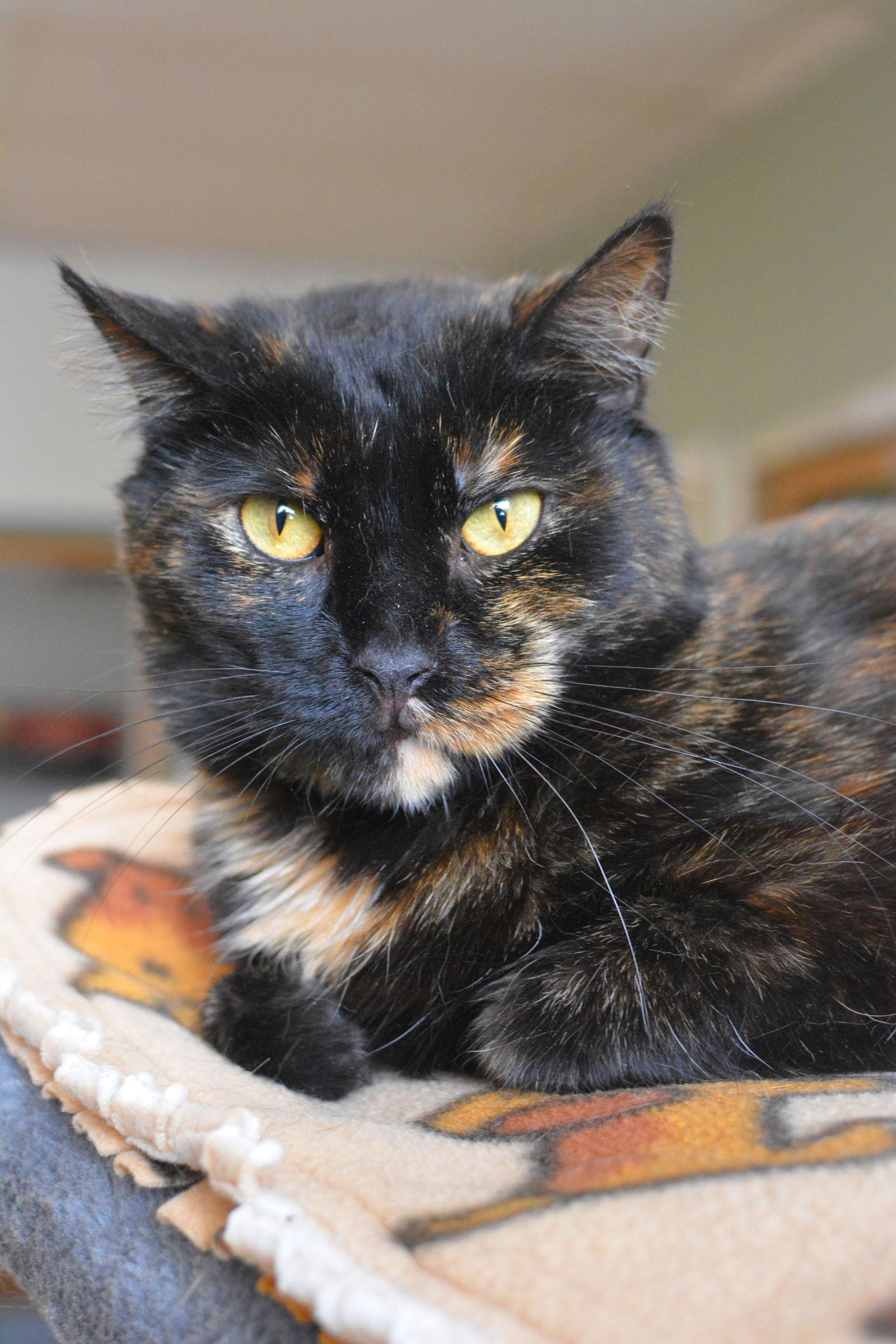 Enlarge Zucky, a Adoptable Domestic Medium Hair in Montreal, QC image 3/3