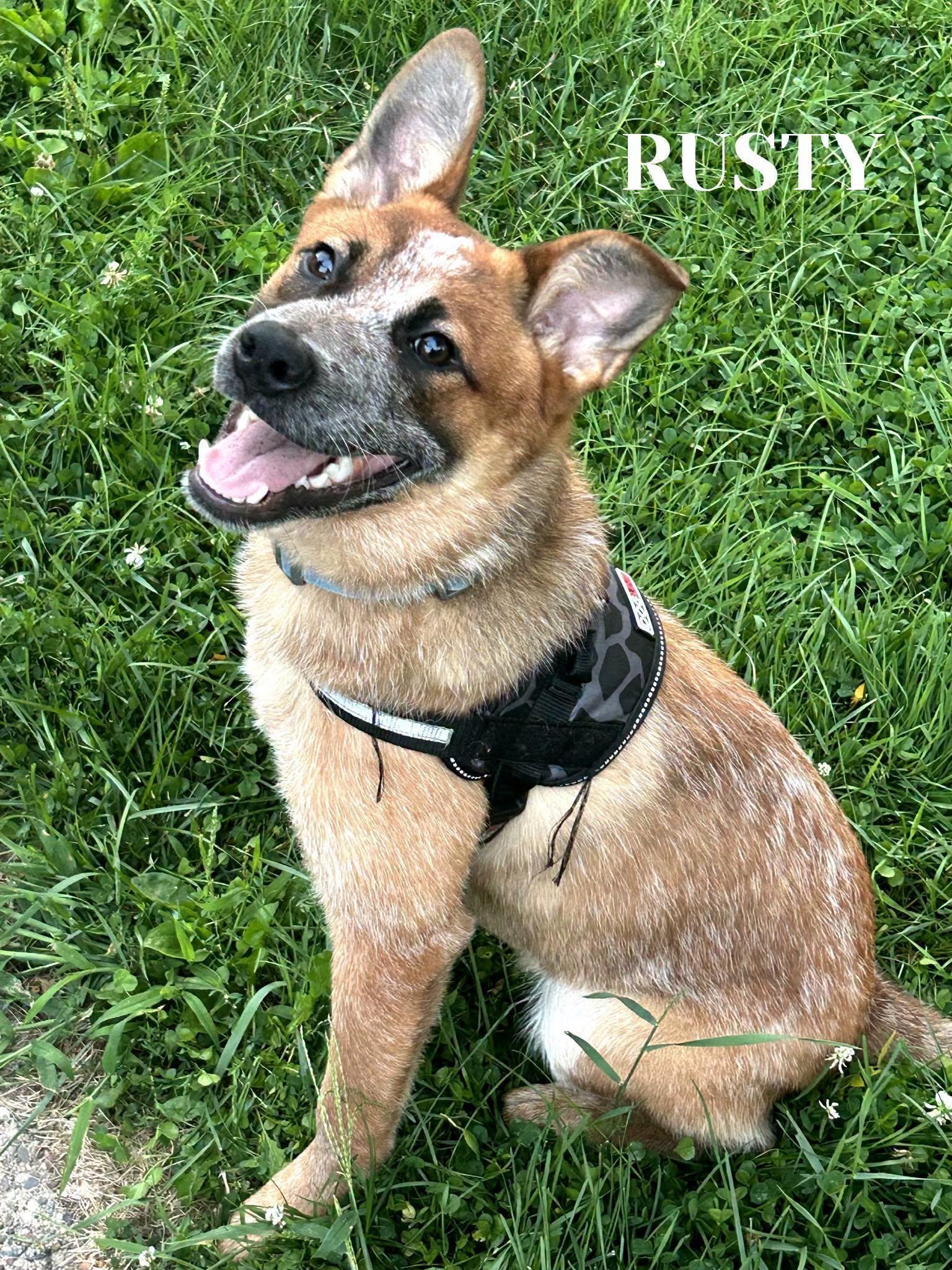 Rusty, an adopted Australian Cattle Dog / Blue Heeler in La Crescent, MN image 3/3