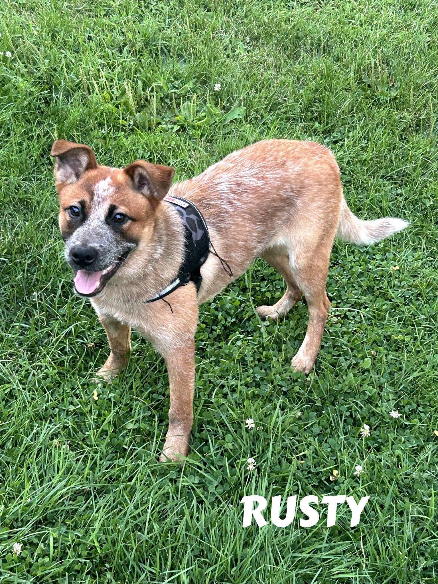 Rusty, an adopted Australian Cattle Dog / Blue Heeler in La Crescent, MN image 2/3