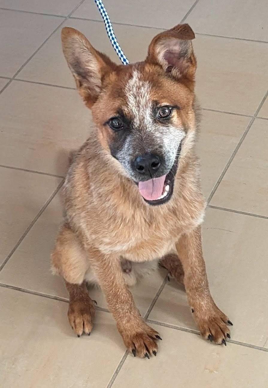 Rusty, an adopted Australian Cattle Dog / Blue Heeler in La Crescent, MN image 1/3