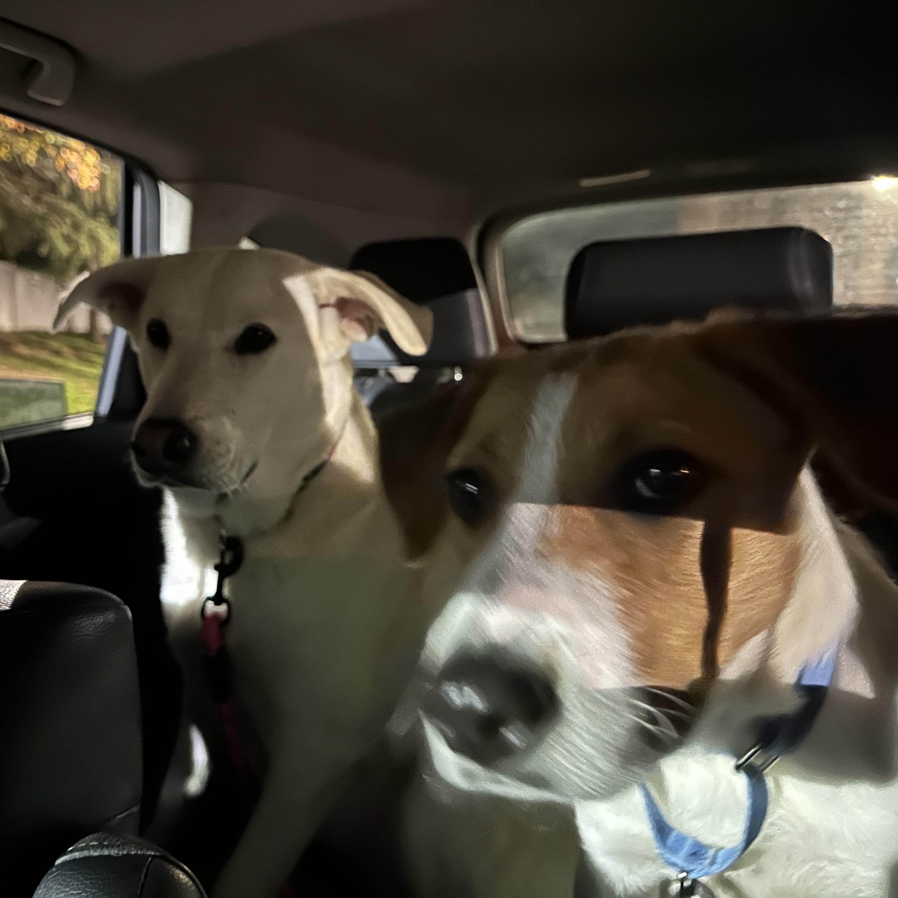 Enlarge Blu, a Adoptable mixed breed in Huntington, NY image 5/6