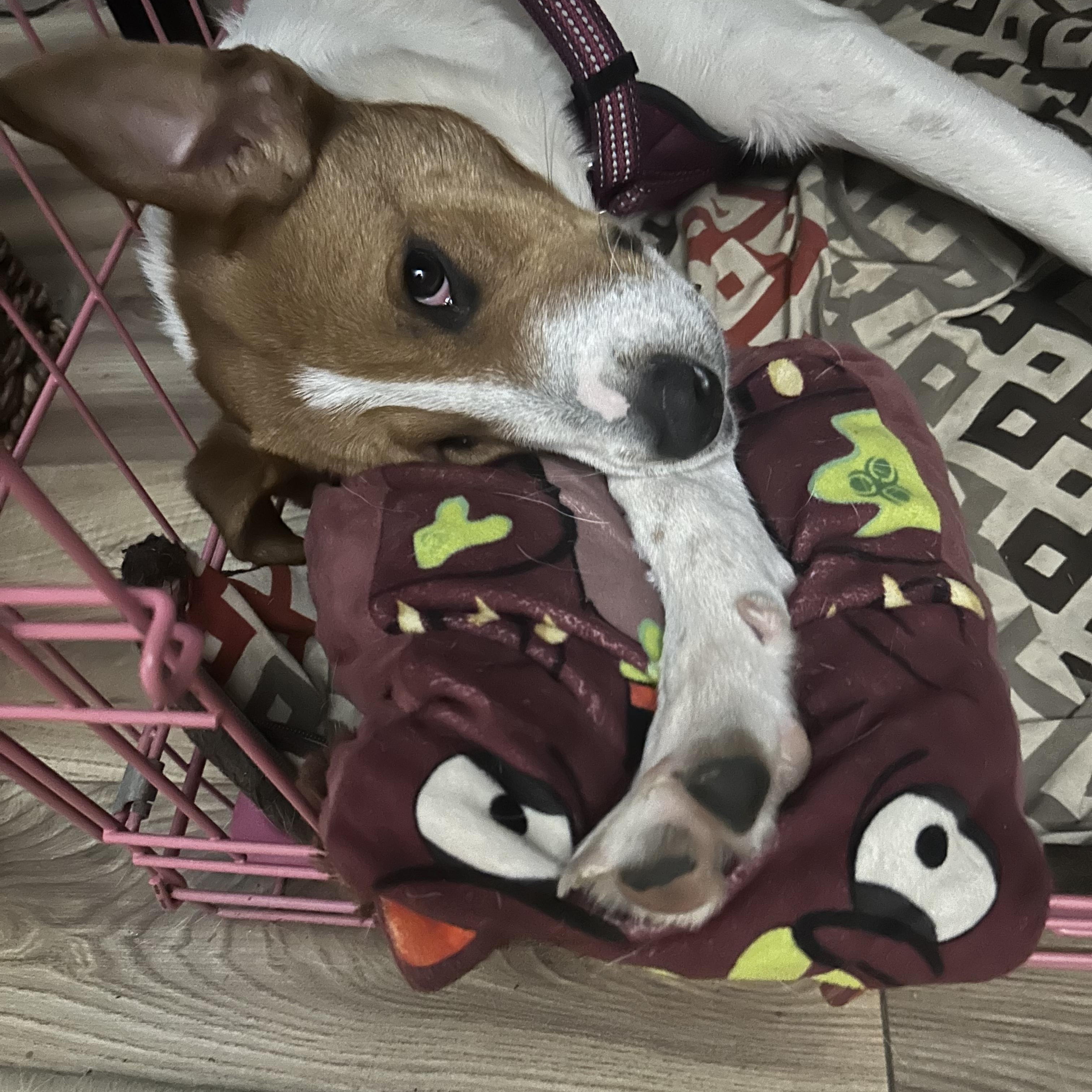 Enlarge Blu, a Adoptable mixed breed in Huntington, NY image 1/6