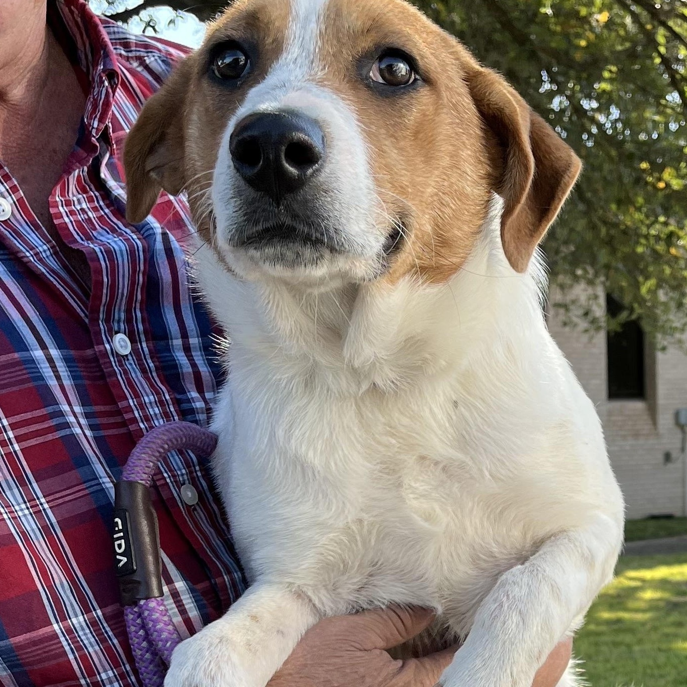 Enlarge Blu, a Adoptable mixed breed in Seabrook, NH image 1/6