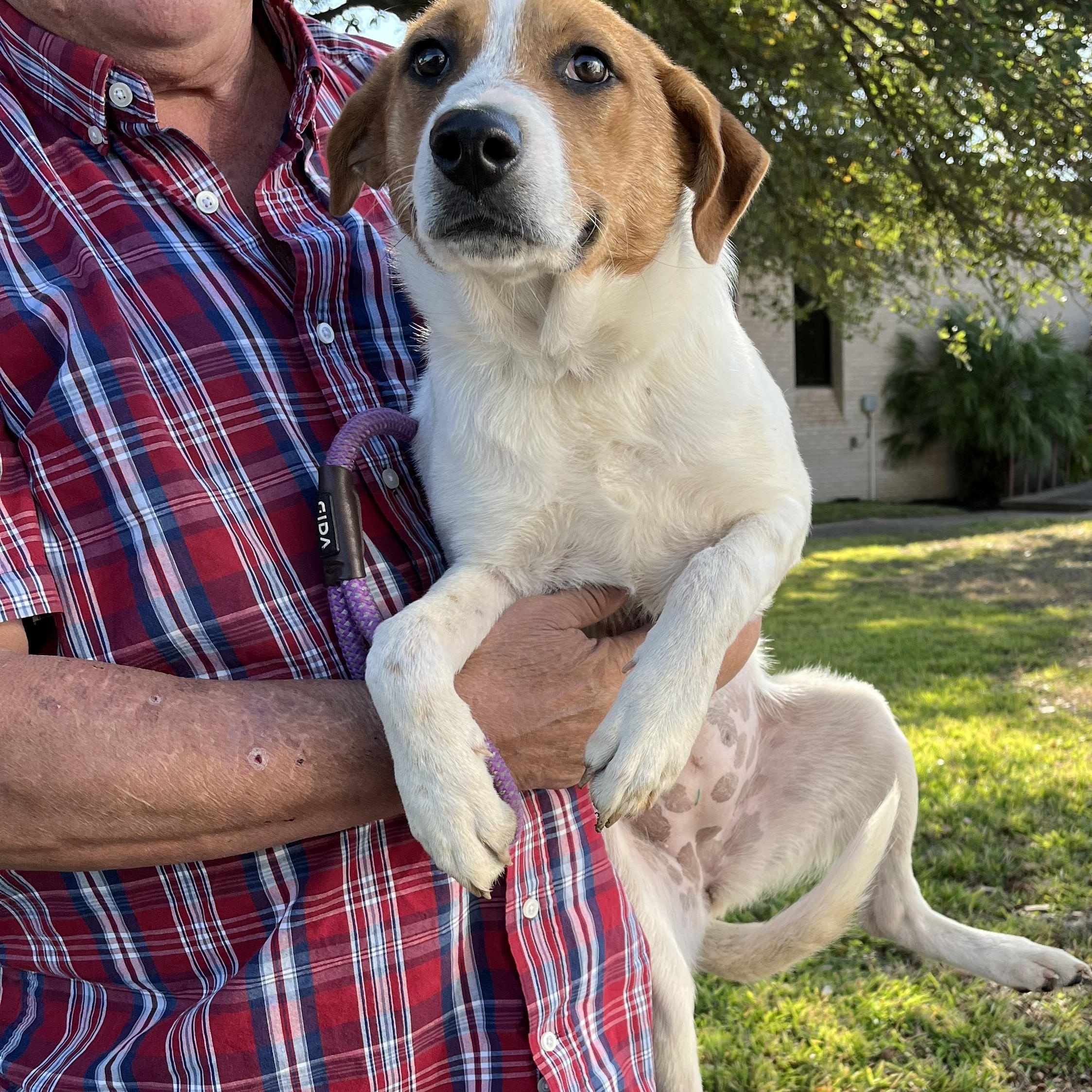 Enlarge Blu, a Adoptable mixed breed in Huntington, NY image 2/6