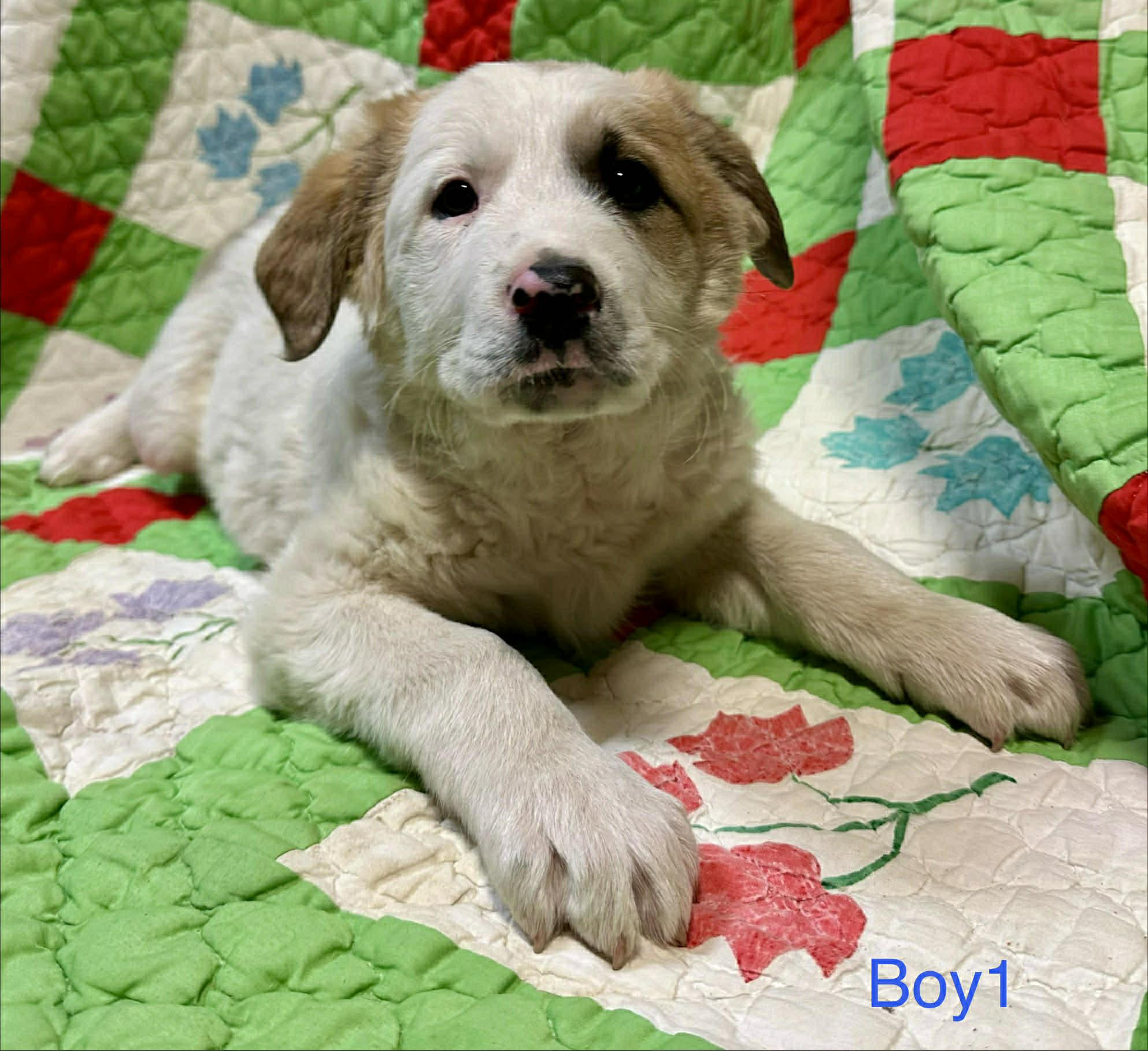 Jacoby Jackpot — thumbnail 2