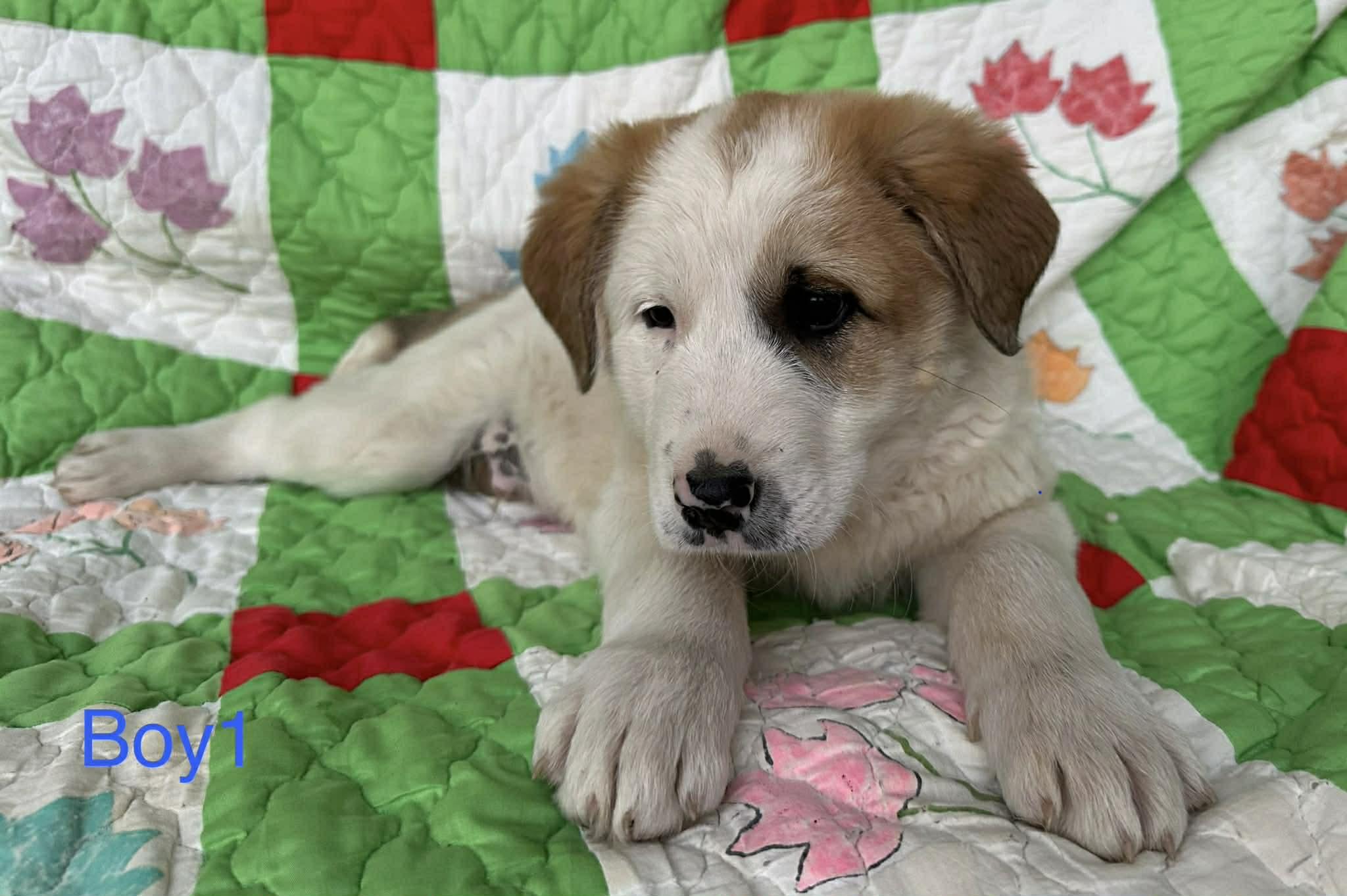 Jacoby Jackpot — thumbnail 3