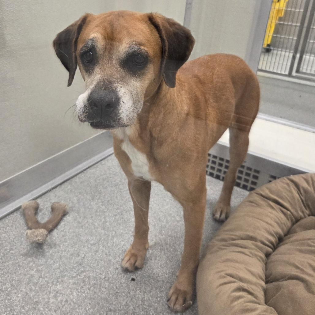 Loretta, Adoptable, Senior Female Mixed Breed.