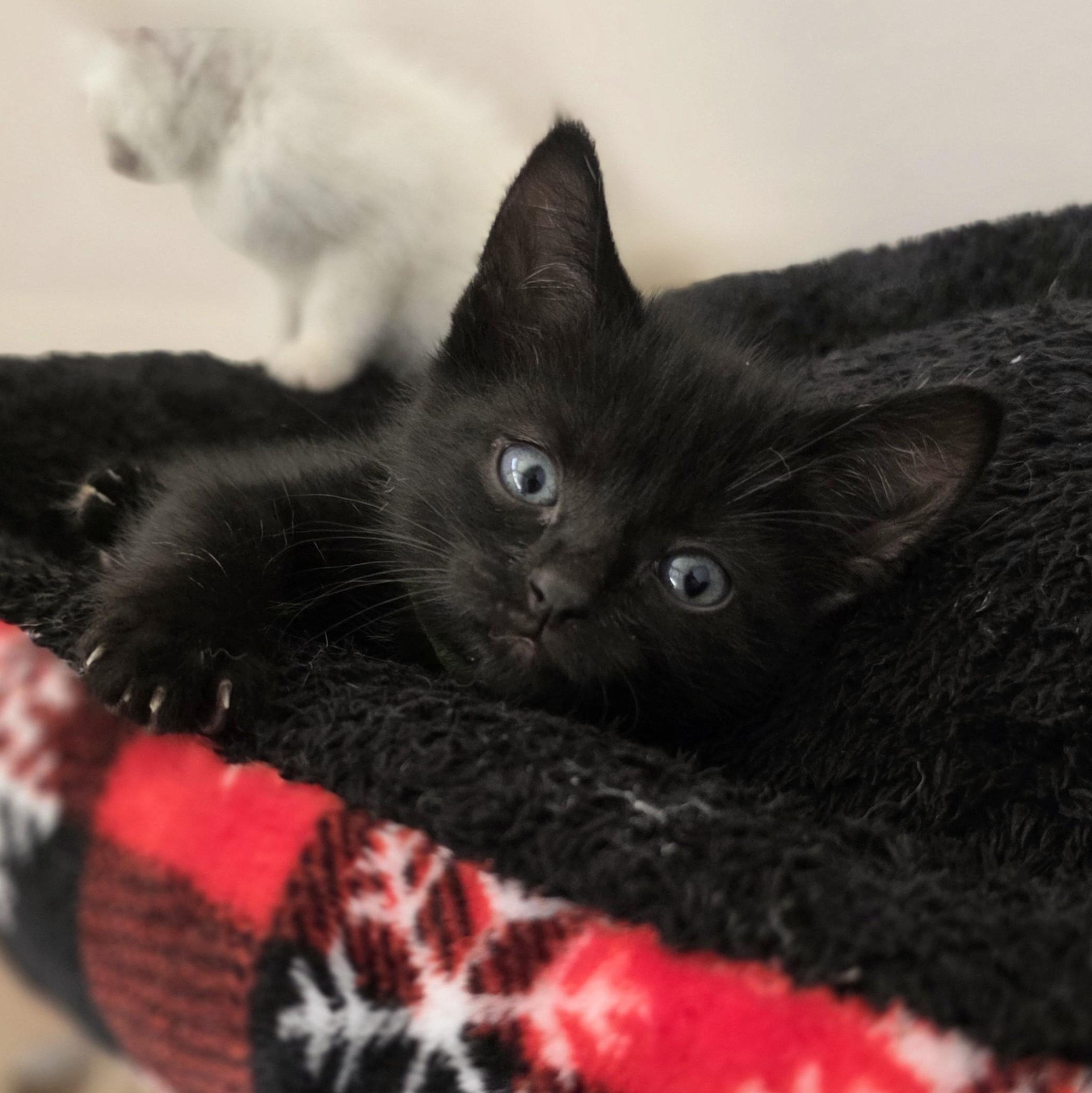 Crunchkin, Adoptable, Kitten Male Domestic Short Hair.