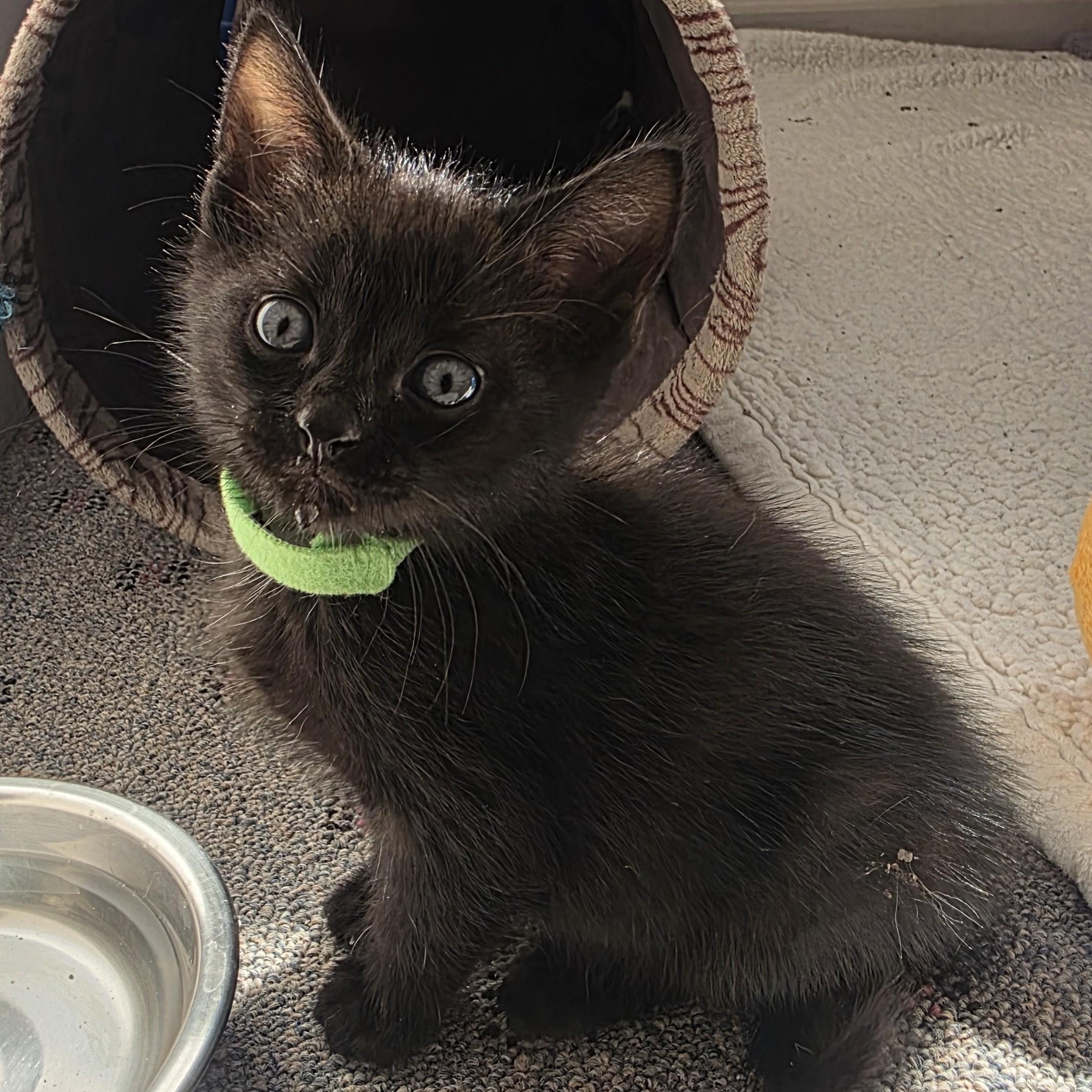 Enlarge Crunchkin, a Adoptable Domestic Short Hair in Macomb Twp, MI image 3/3