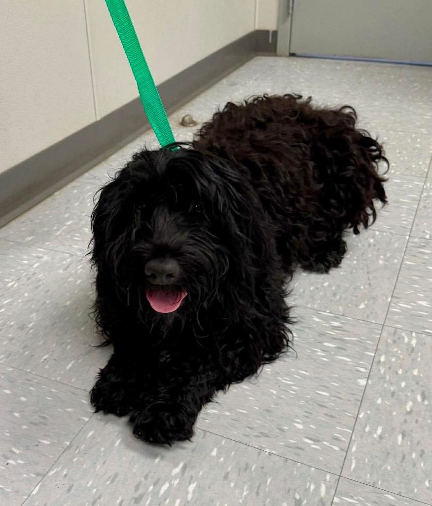 Enlarge Mickie, an adopted Portuguese Water Dog in New Philadelphia, OH image 1/1
